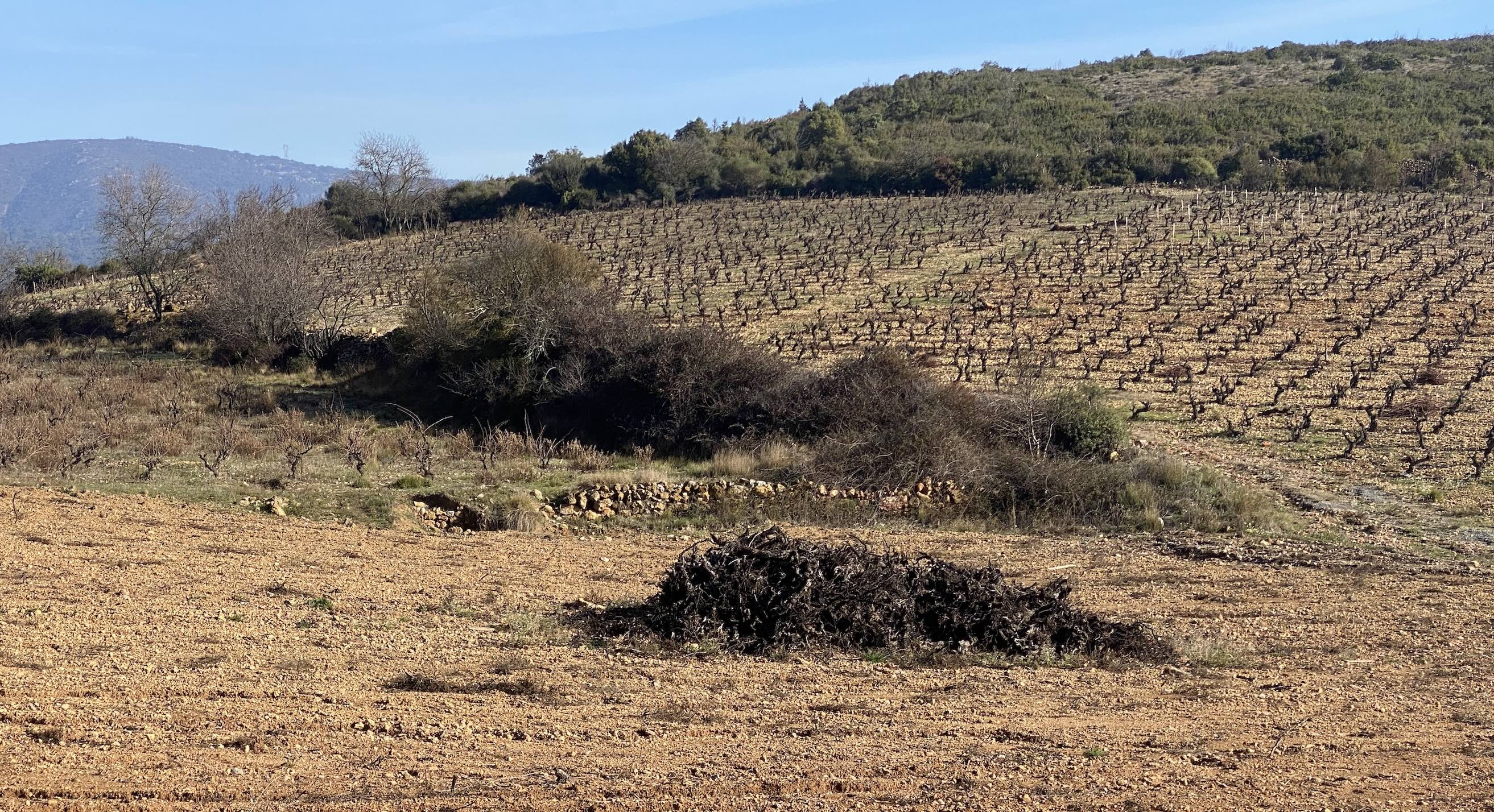 Les quatre départements viticoles du Languedoc-Roussillon cumulent des demandes d’arrachage pour près de 15.000 hectares (Crédit photo : R. Lecocq)