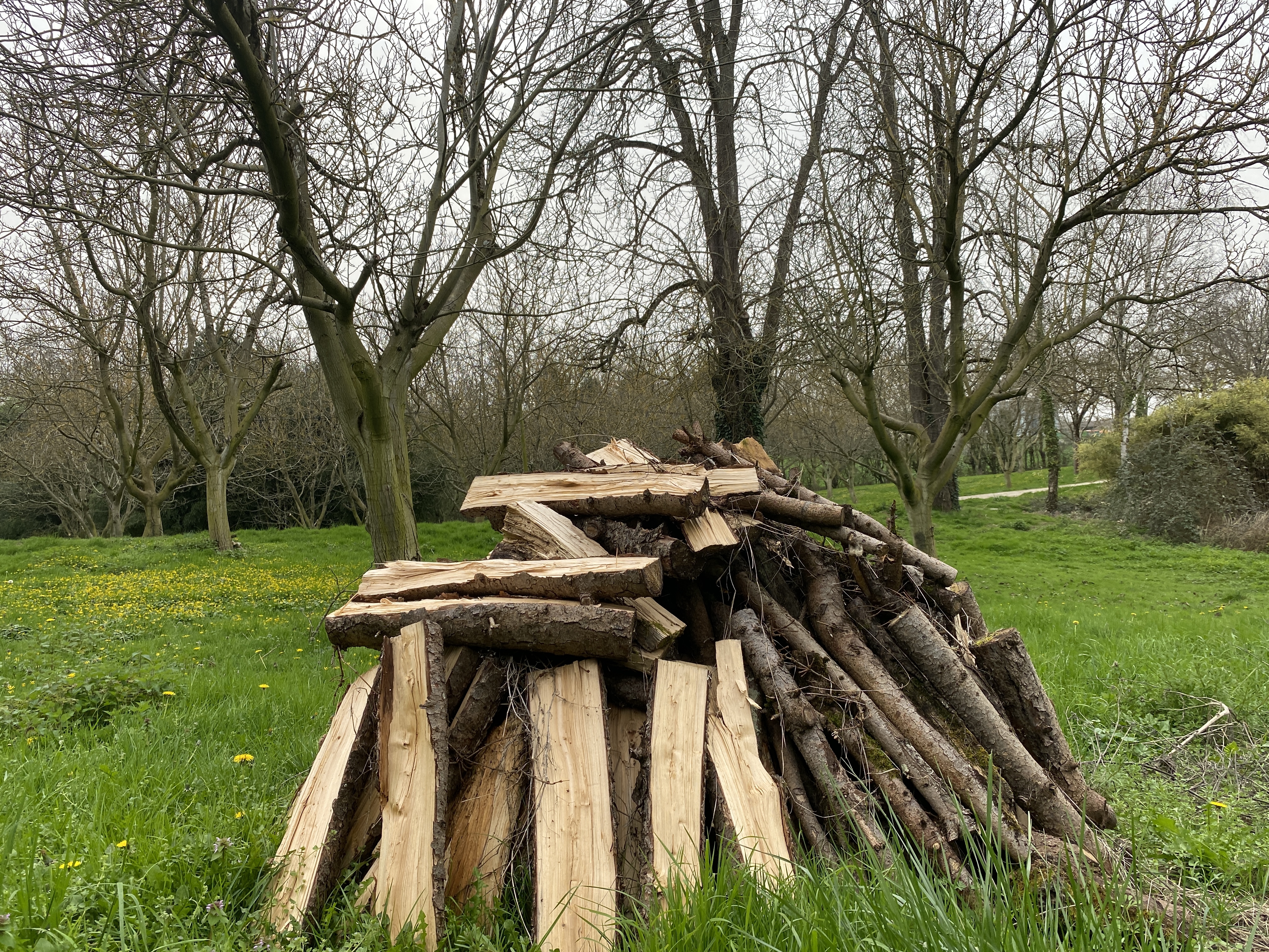 Des noyers vont faire la place à de nouvelles espèces fruitières, dont des pieds non greffés, pour gagner en biodiversité et en biorégulation