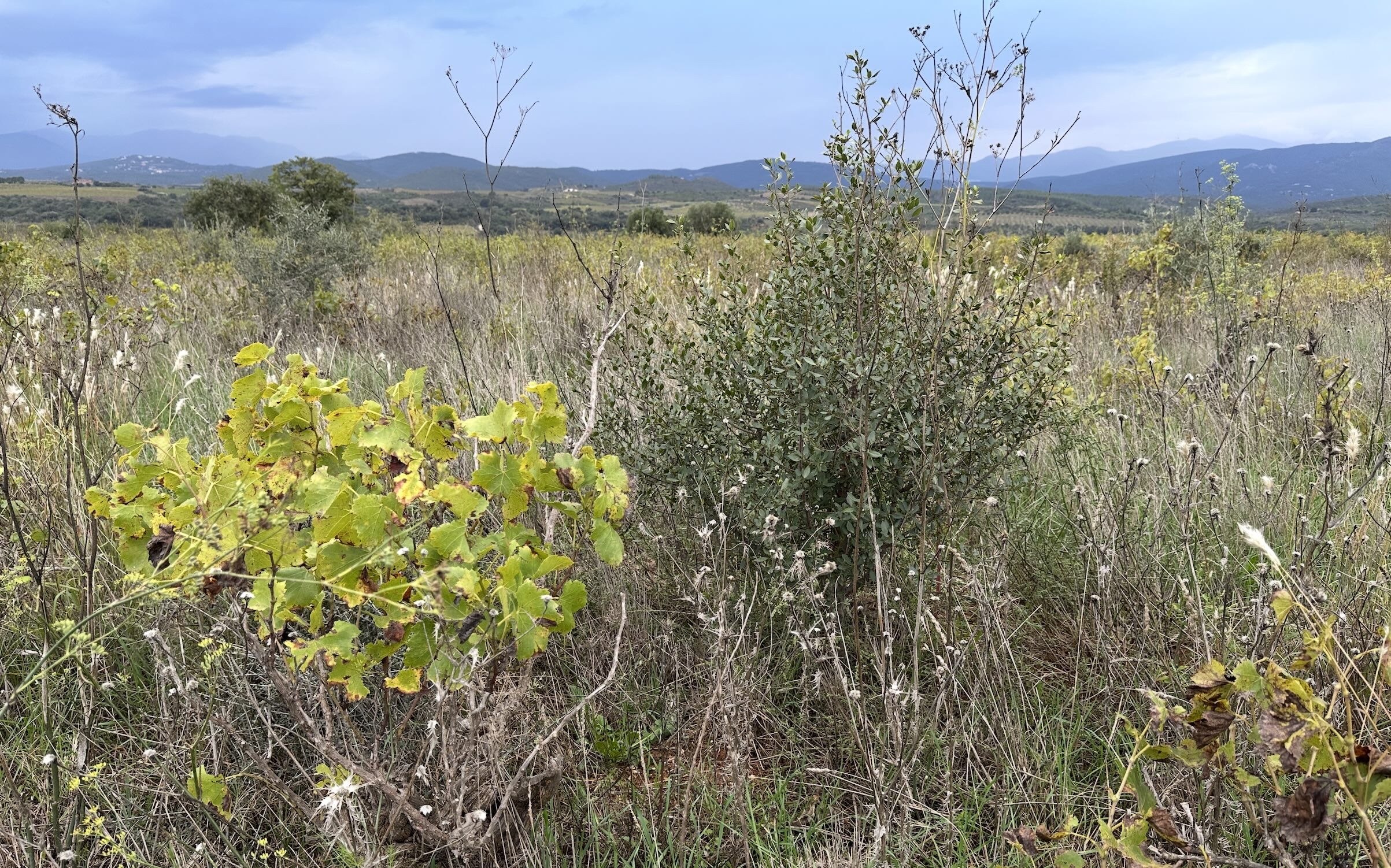 En Languedoc-Roussillon, la friche a de beaux jours devant elle