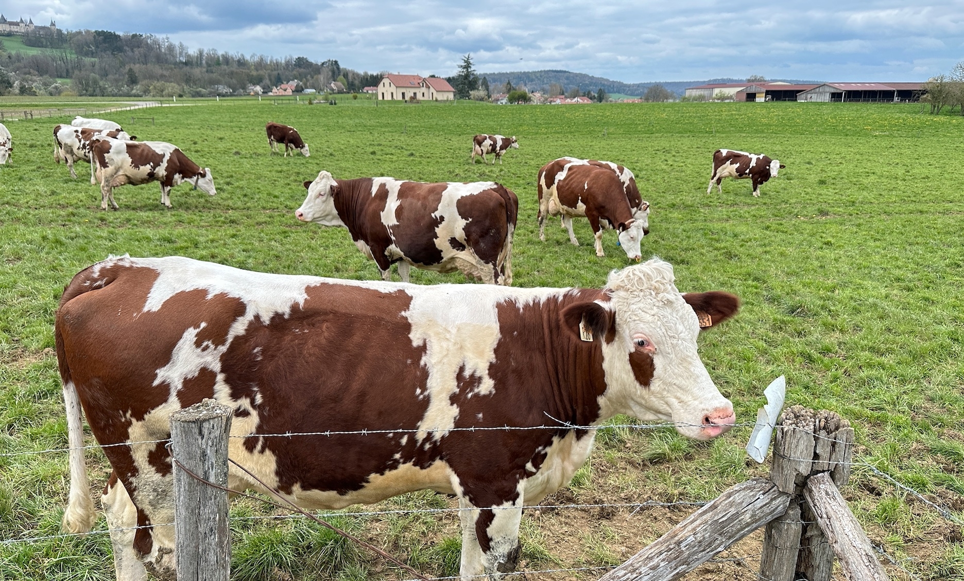 Lactalis va réduire de 8,8% d’ici à 2030 sa collecte de lait destinée à l’export, pour se recentrer sur les produits de grande consommation français, « mieux valorisés car moins sujets aux aléas des marchés mondiaux » (Crédit photo : R. Lecocq)