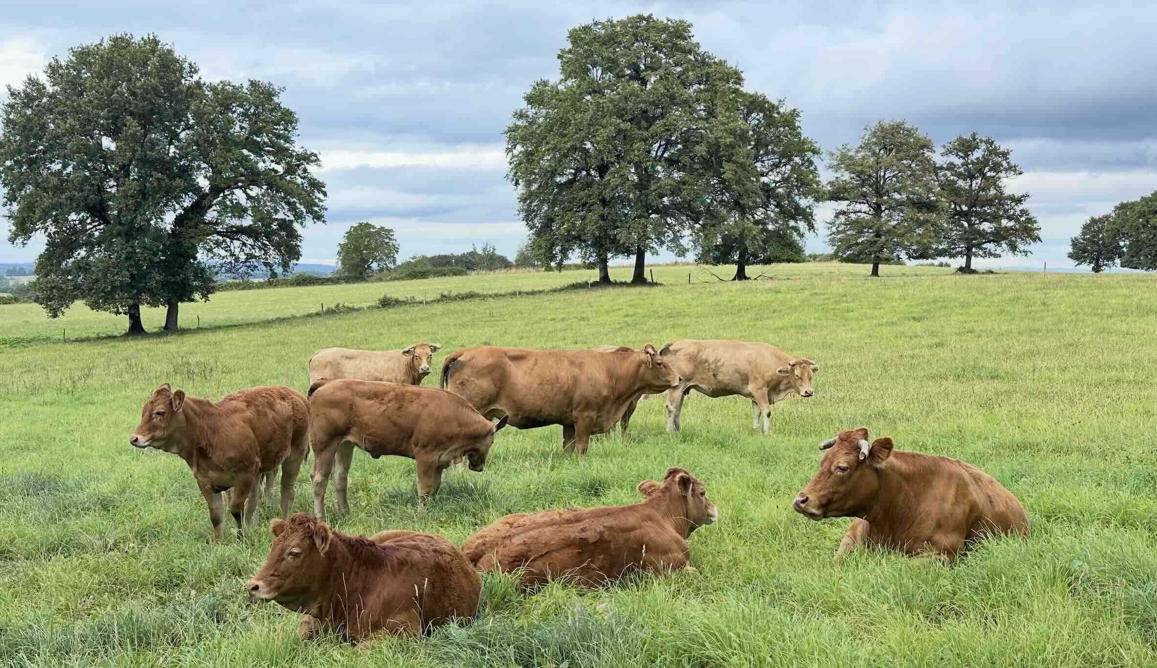 La Limousine Oupette va succéder à Oreillette (Normande, 2024), Ovalie (Salers, 2023), Neige (Abondance, 2022), Idéale (Charolaise, 2020), Imminence (Bleu du Nord, 2019)… (Crédit photo : R. Lecocq)