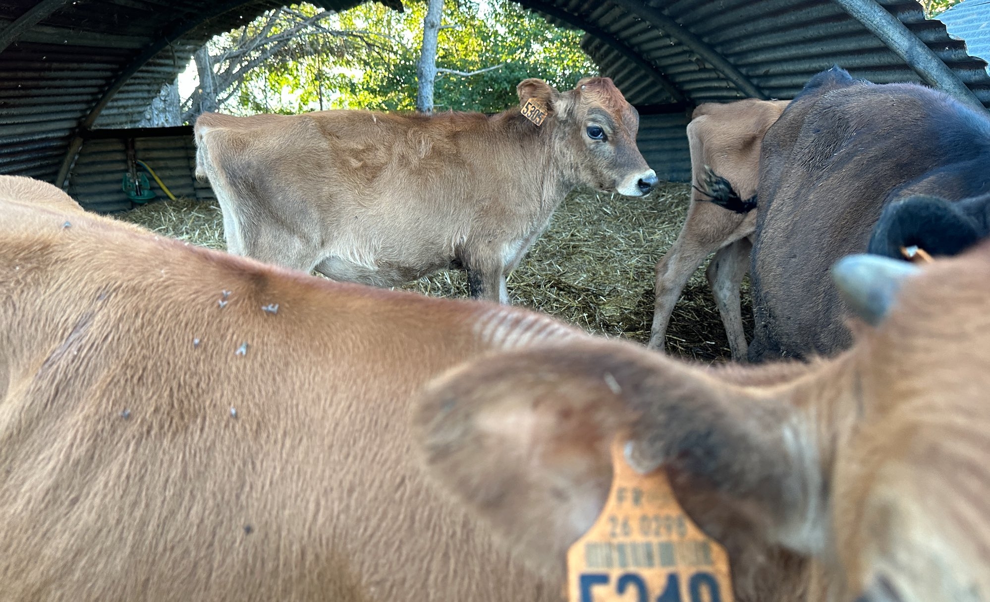 Les mâles sont conservés et élevés jusqu’à deux ans avant d’être abattus et vendus à la ferme ou en caissettes