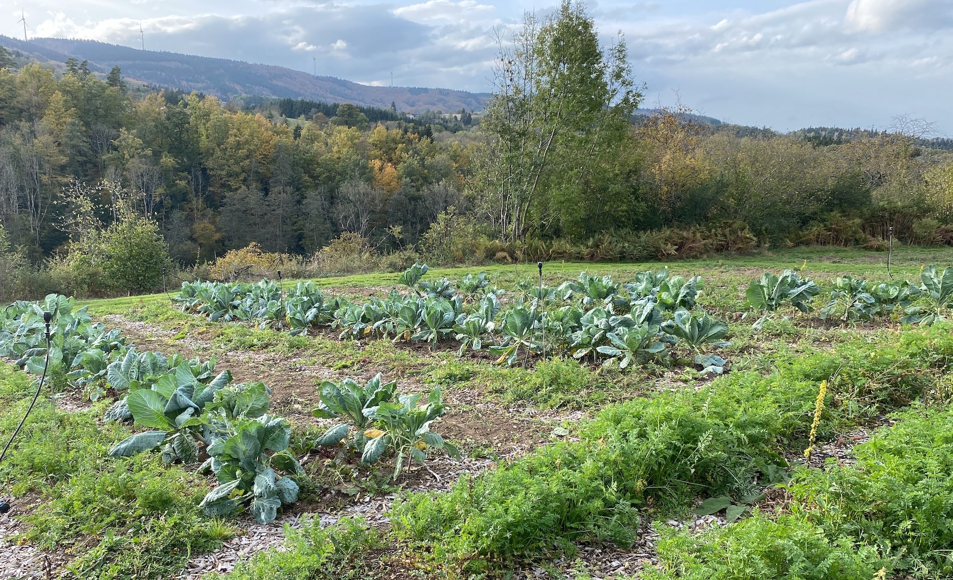 Petite ferme maraichère dans le Bourbonnais (Crédit photo : R. Lecocq)