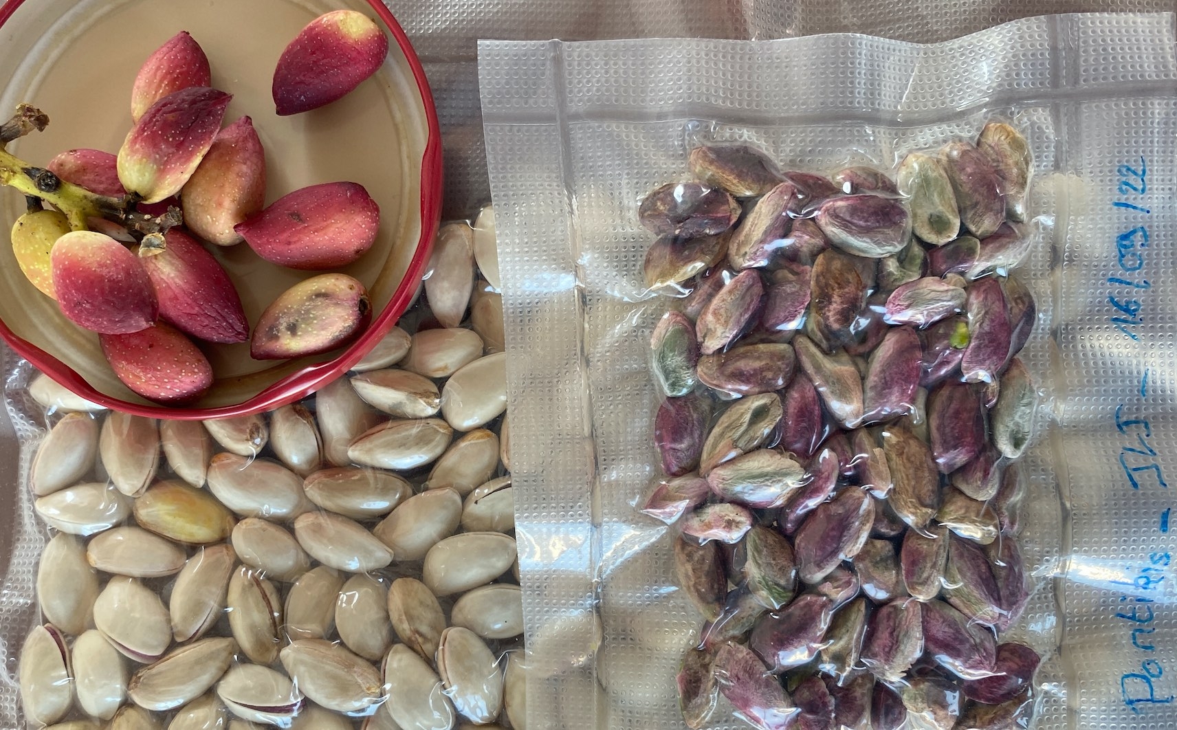 Enfermée dans une bogue et une coque, la pistache peut être récoltée verte manuellement 3 à 4 semaines avant maturité, ou déhiscente en coque au moyen d’un vibreur type olive (Crédit photo : R. Lecocq)