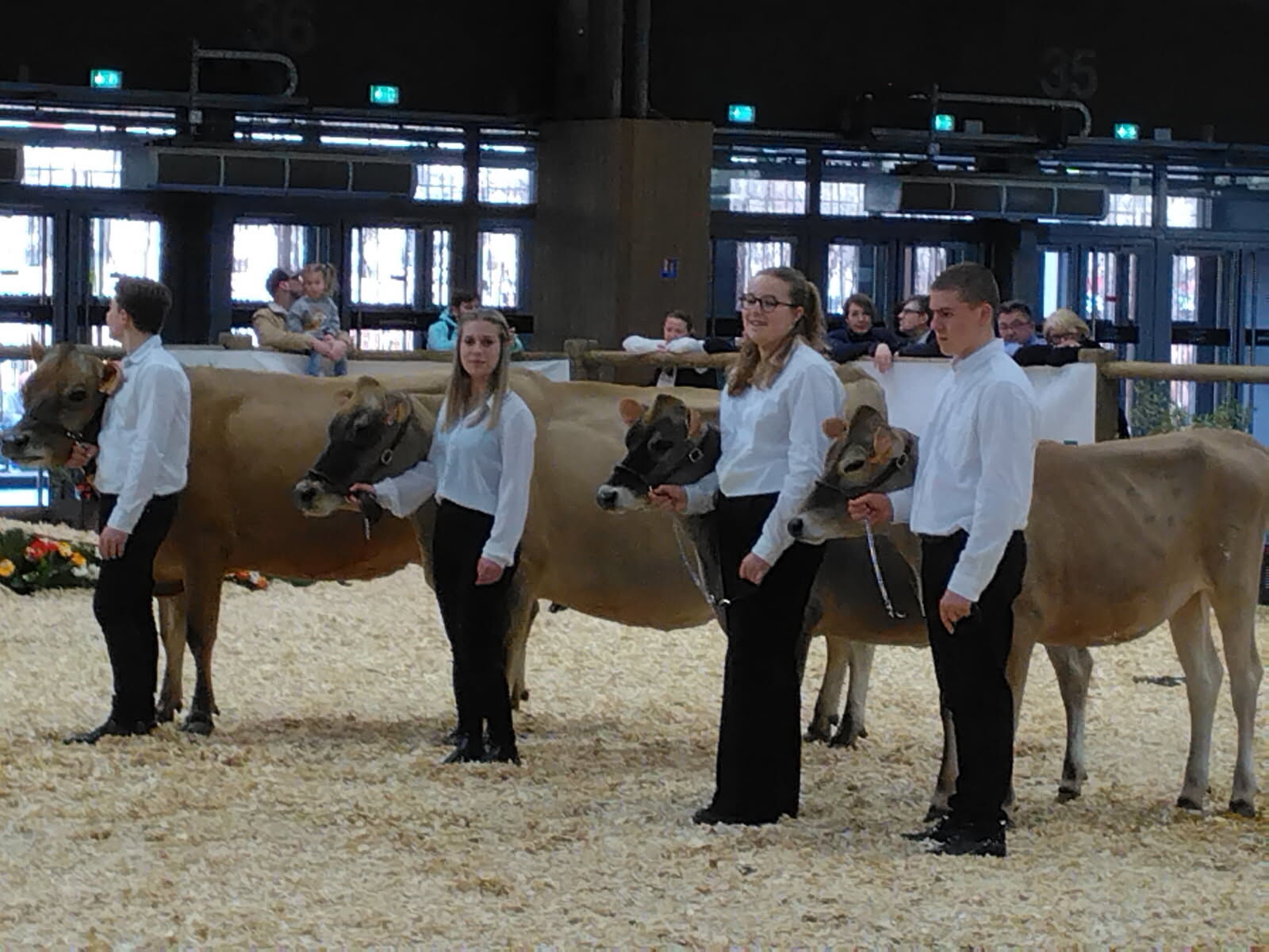 Maxime, Louane, Sézarine et Hugo, sur le ring des bovins avec leurs jersiaises au Salon de l’agriculture (Crédit photo : Bertrand Minaud)