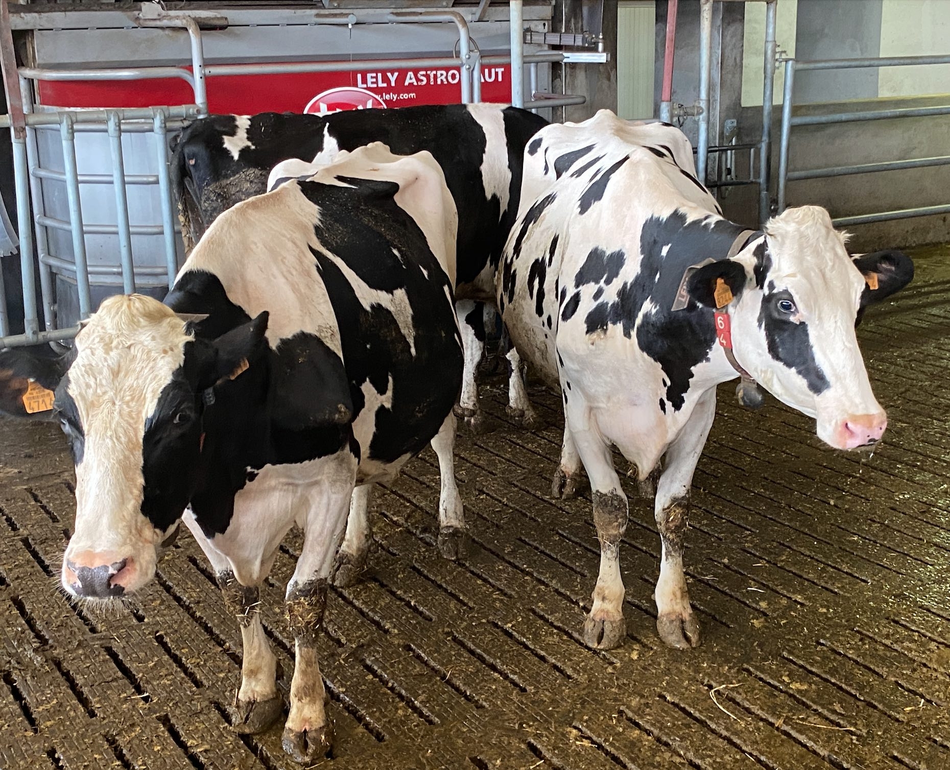 La France est le 2ème producteur de lait de l’Union européenne fournissant 15,6 % des volumes, derrière l’Allemagne à 20,2 % (Crédit photo : R. Lecocq)