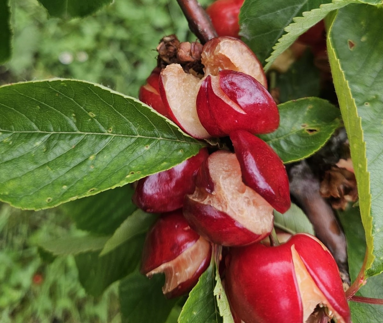 Malheureusement pour les producteurs de Céret, la pluie a fait éclater les cerises (Crédit photo : Jean Bertrand)