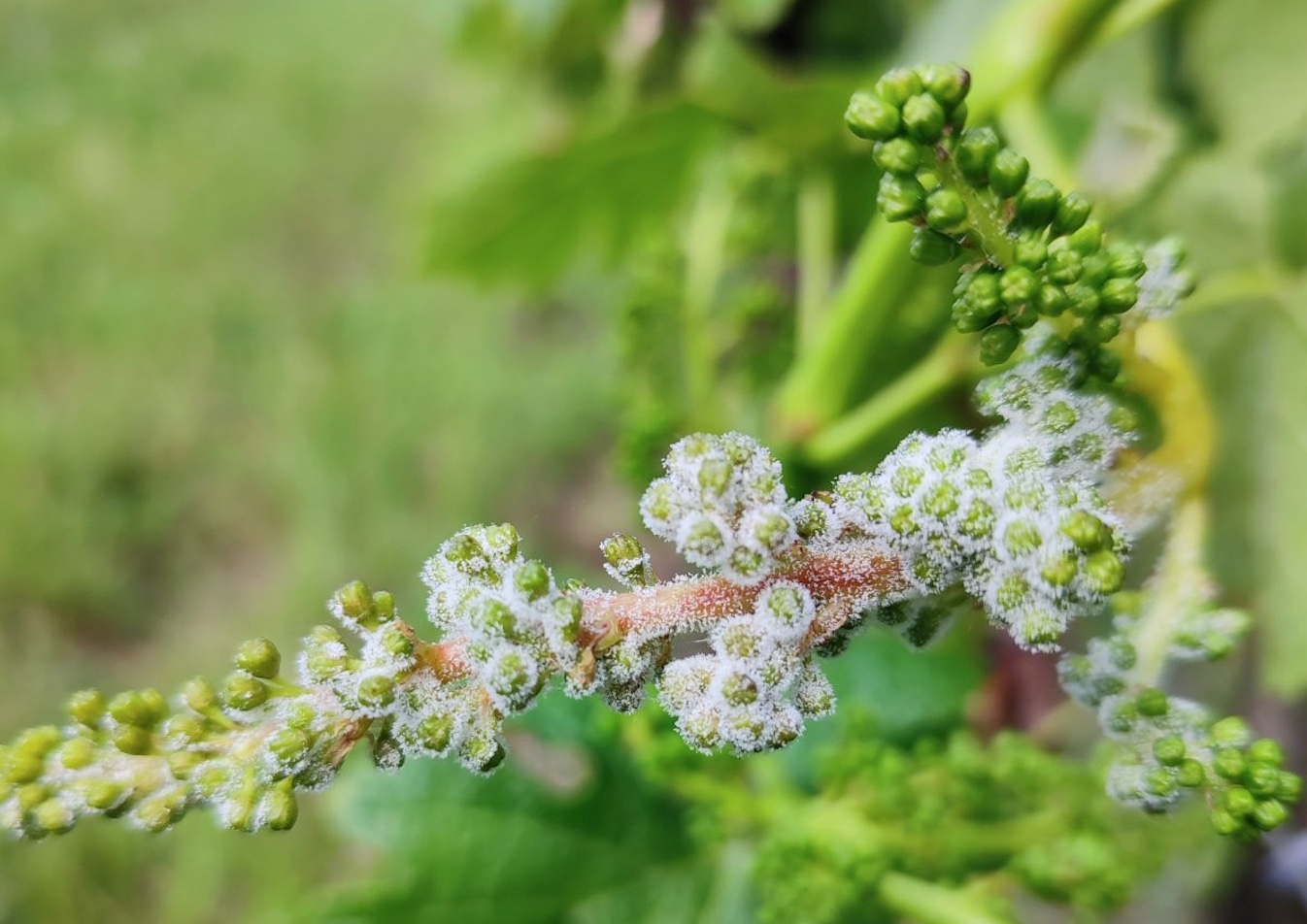 Symptômes de rot gris sur grappes (Crédit photo : Dominique Dochier - Chambre d’agriculture de la Gironde)