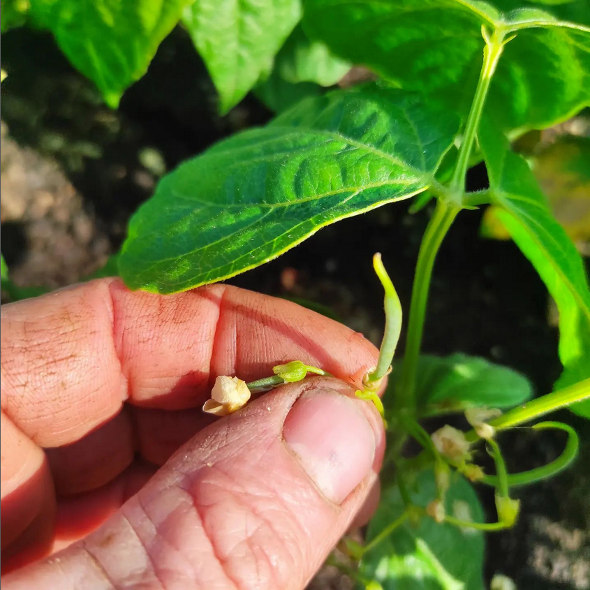 Le producteur nantais propose des micro-haricot vert aux restaurateurs. © Instagram microfermedesanges