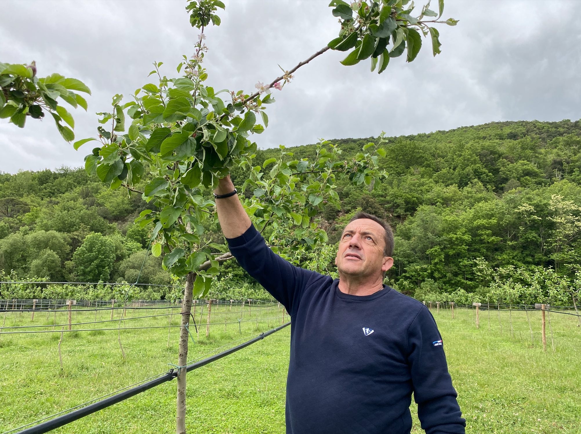 Le verger de pommiers tige haute, inaccessible aux brebis mais pas épargné par les sangliers