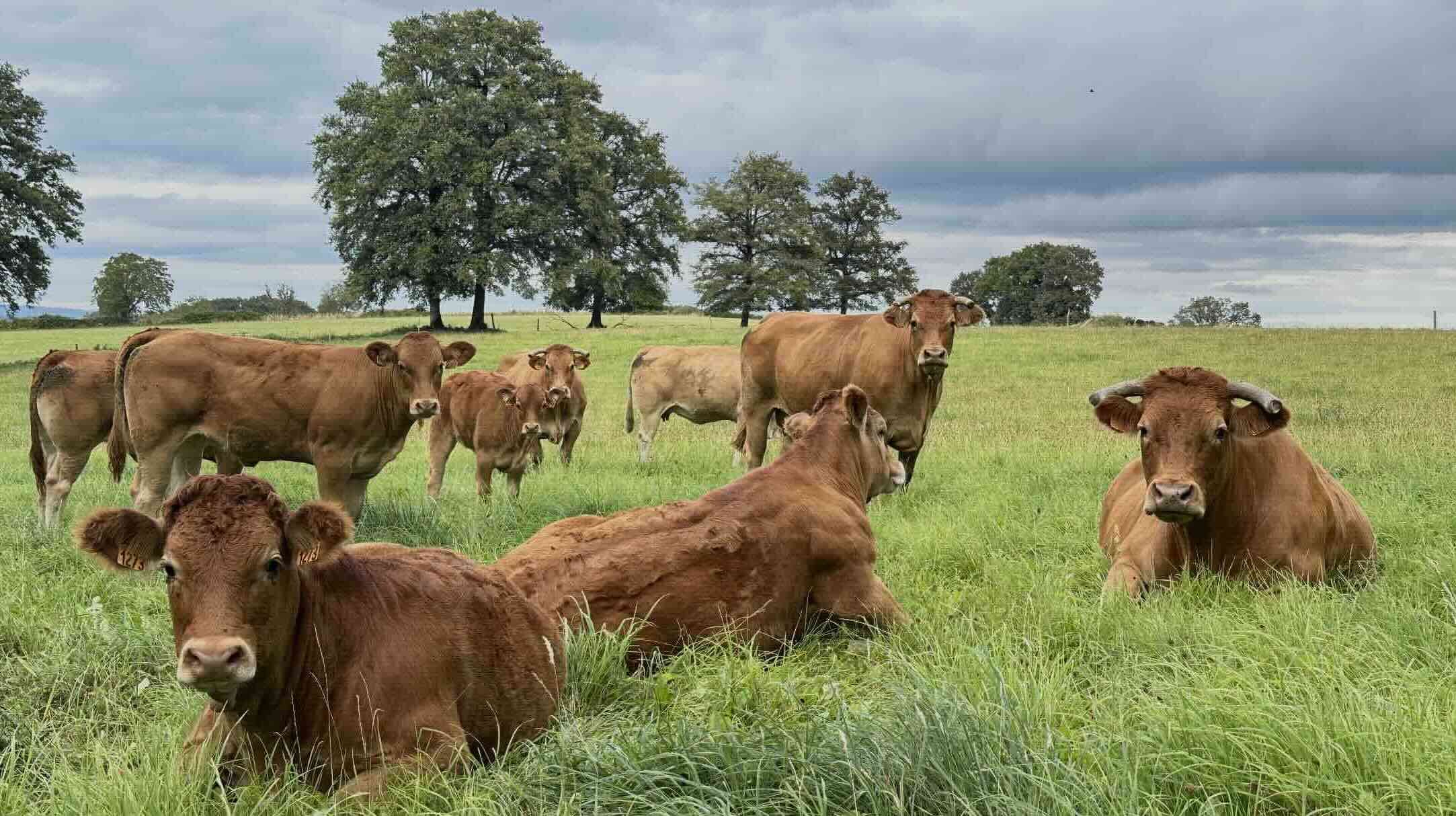 Considérant l’élevage comme « une composante fondamentale de l’agriculture, de la compétitivité et de la cohésion de l’Union », la Commission va lancer cette année un axe de travail dédié (Crédit photo : R. Lecocq)