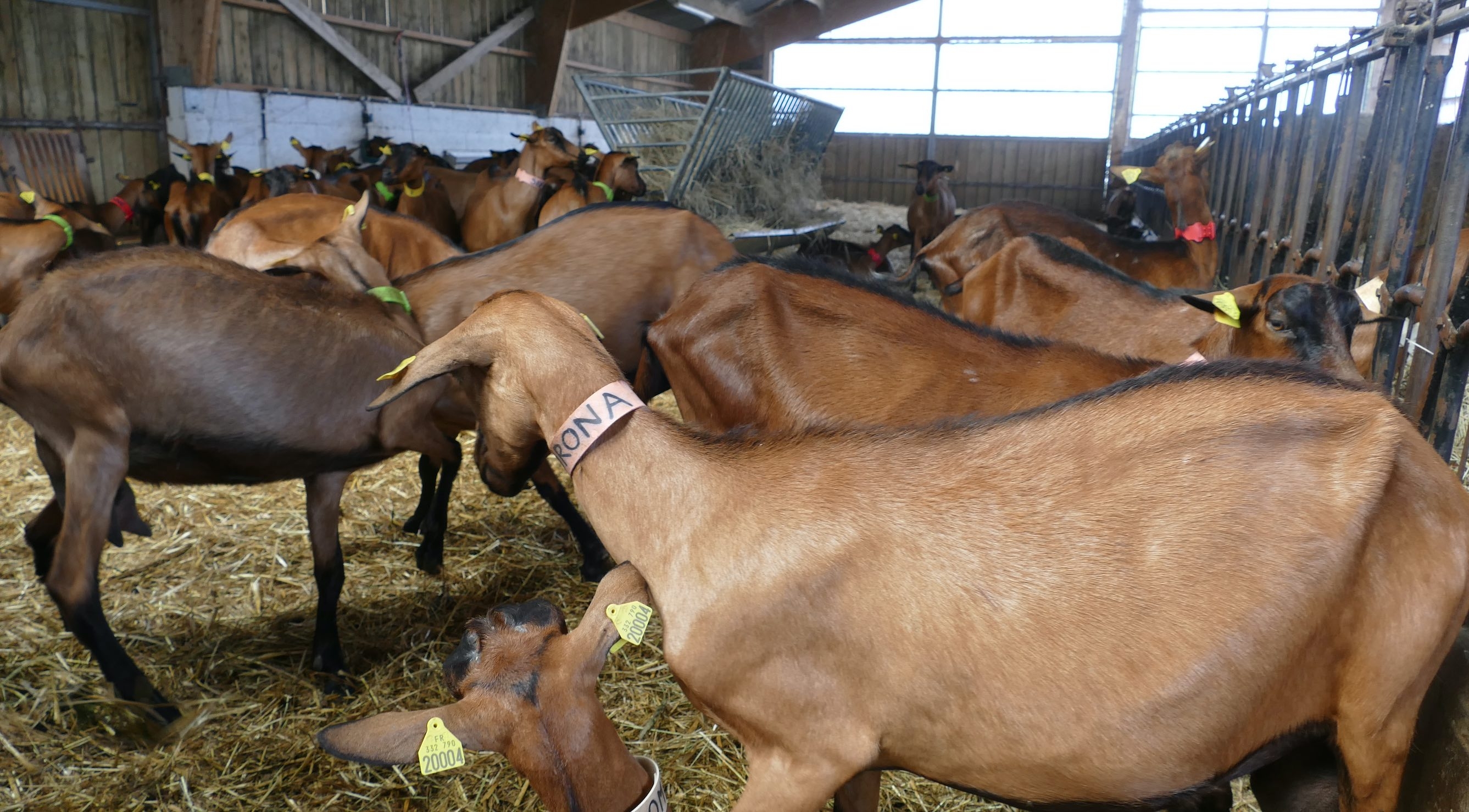 Marie et Yoan ont imaginé un système de parrainage des jeunes chevrettes, dont les parrains choisissaient le prénom. Ci-dessus Corona, née en février 2020