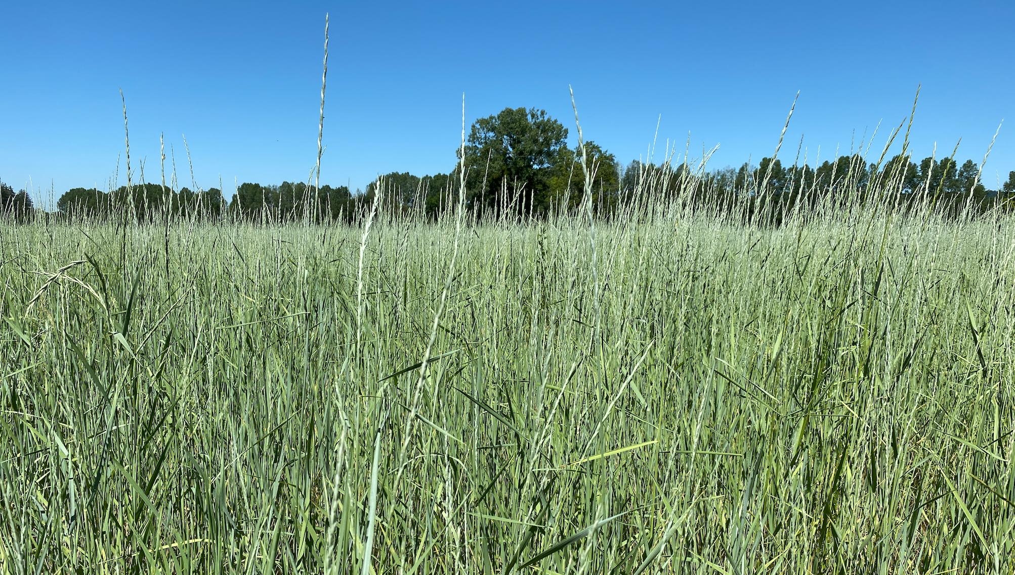 La céréale pérenne entre en production dès la première année et offrirait un optimum de rendement en grains les deuxième et troisième années