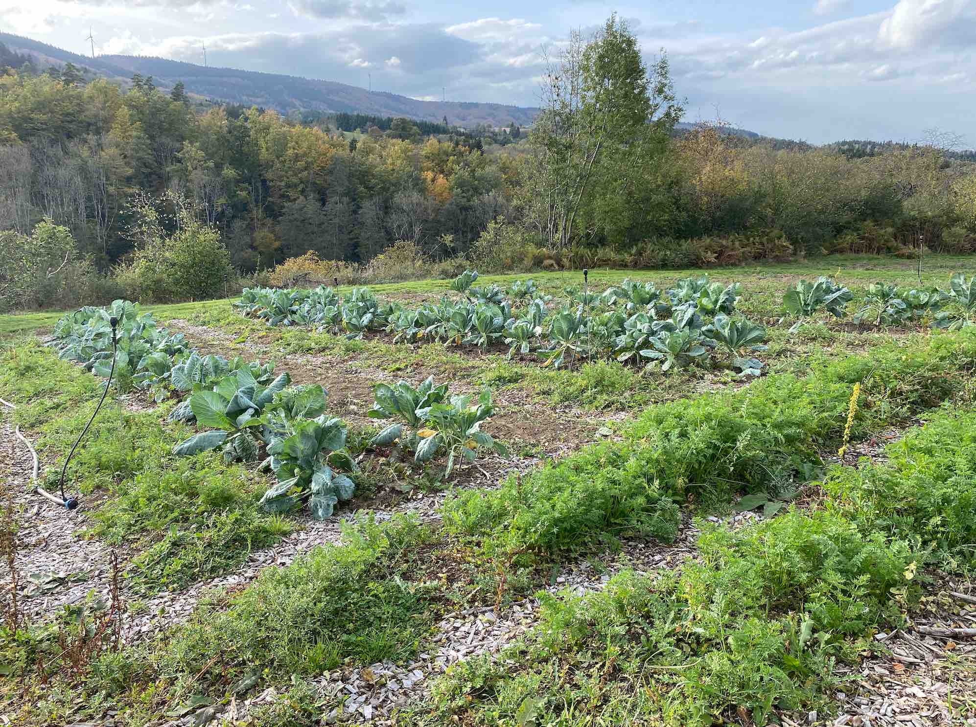 Le lieu-test géré par Ilots Paysans bénéficie d’une convention de partenariat avec Vichy Communauté, dans le cadre de son Projet alimentaire territorial