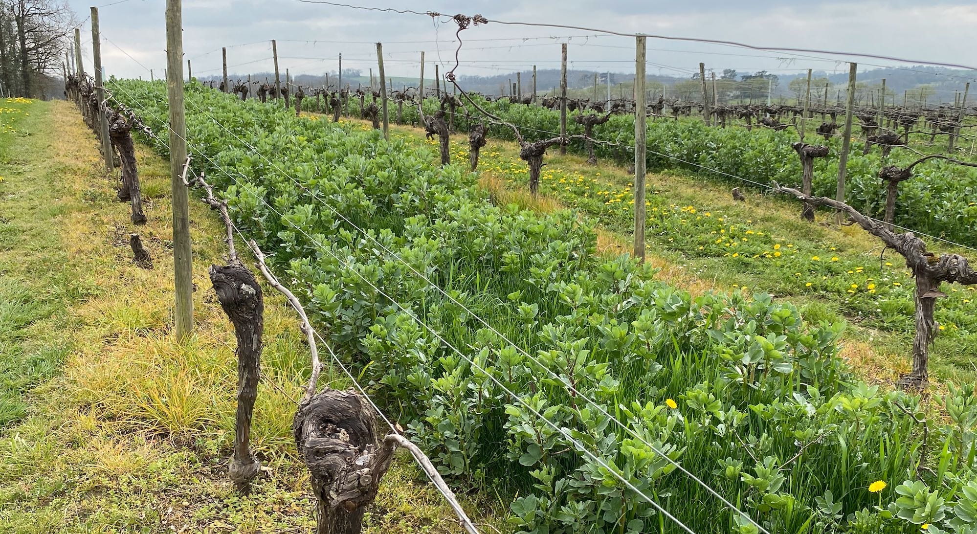 En vigne, le potentiel de stockage additionnel par enherbement est significatif (3,7 ‰/an) mais faible à l’échelle de la France entière du fait des faibles surfaces concernées