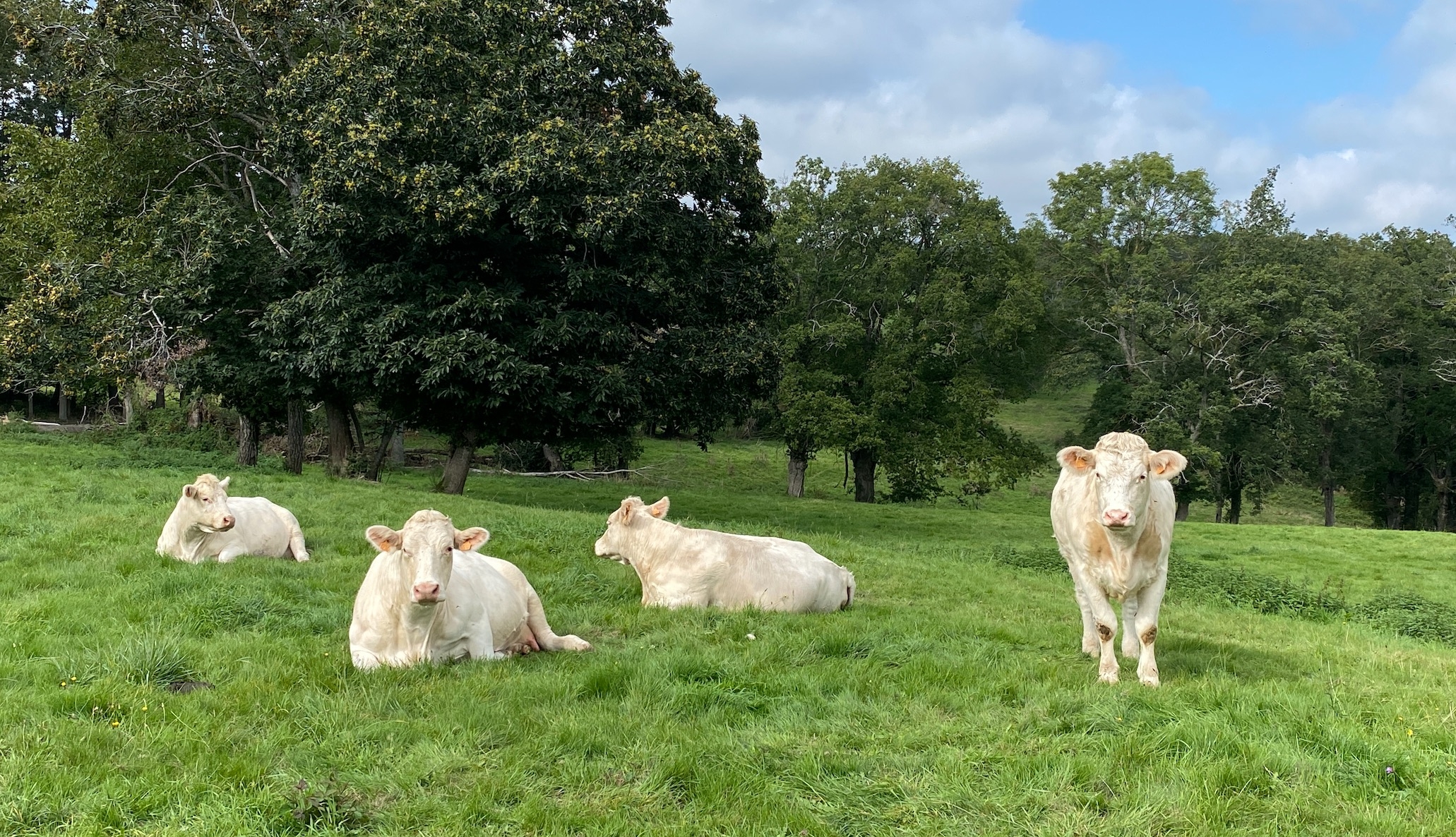 En dépit d’Egalim, la « culture d’indépendance », de « maquignonnage » ou de « cueillette » reste très forte au sein de la filière bovine (Crédit photo : R. Lecocq)