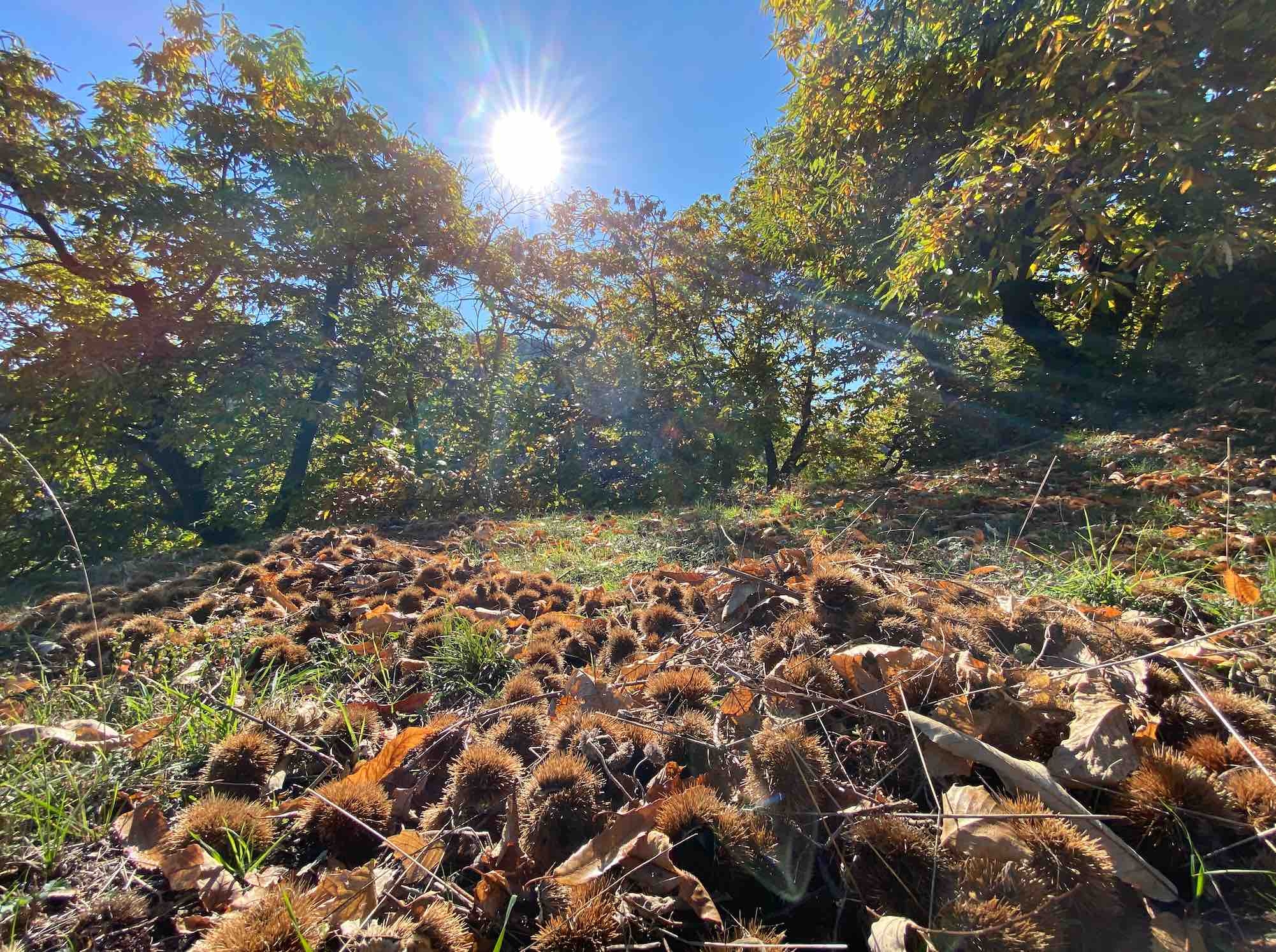 Le changement climatique est une menace avérée et sans parade pour la châtaigne cévenole (R. Lecocq)