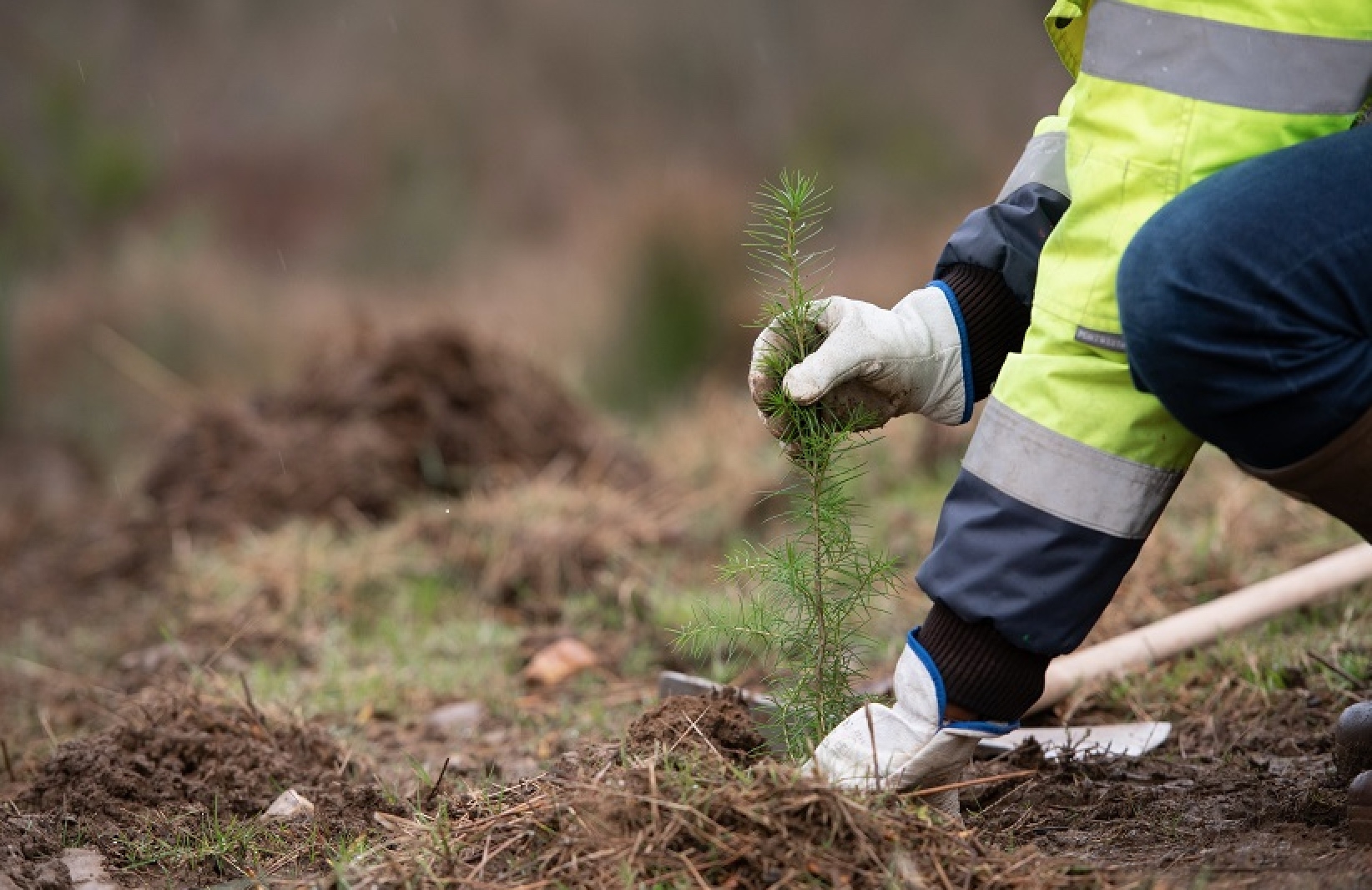 Plantation de douglas (Crédit photo : France Douglas)