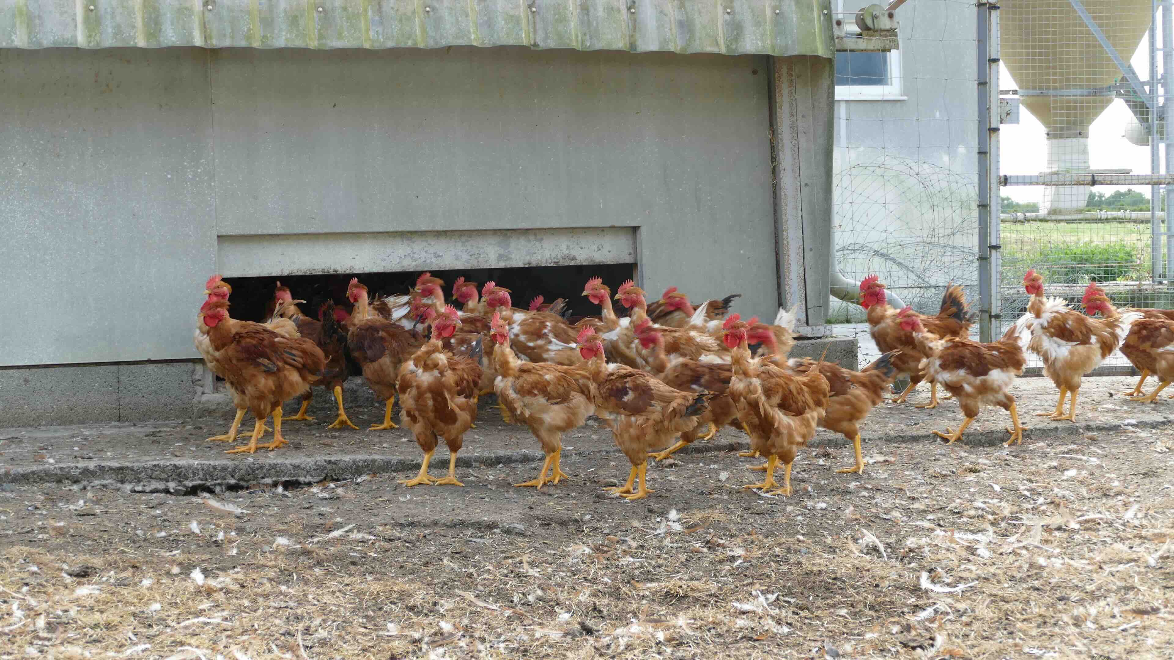 A Saint-André-Goule-d’Oie, Clément Blanchard élève des volailles label, essentiellement des poulets, comme ici des cous-nus jaunes (Crédit photo : Catherine Perrot)