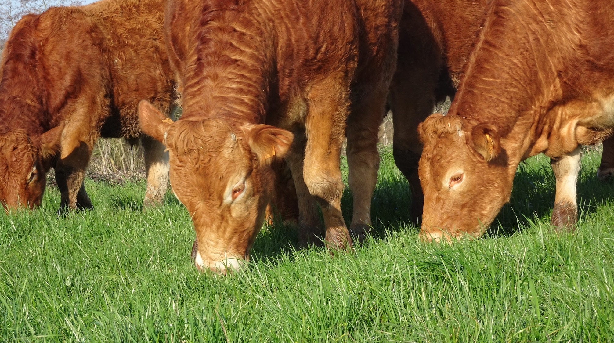 Conduit avec rigueur, avec des animaux abattus entre 31 et 32 mois, l’engraissement de bœufs peut se révéler rentable pour les éleveurs et adapté à la demande du marché et la tendance sociétale