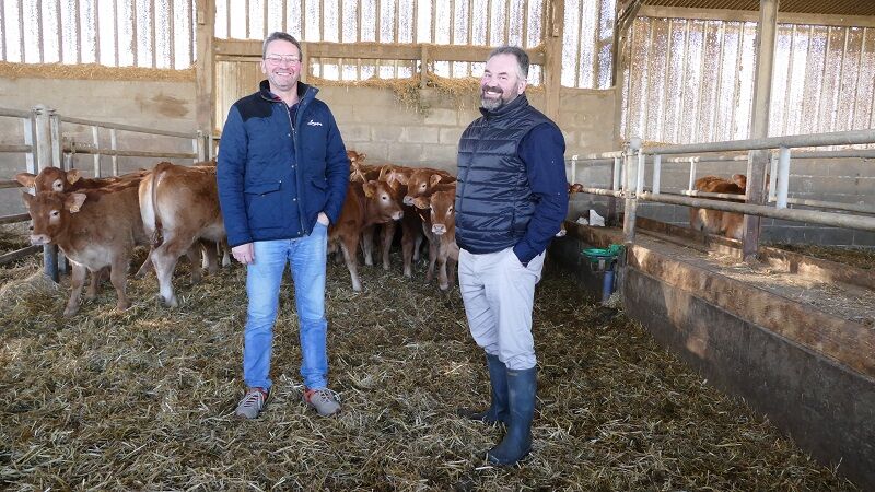 Eleveurs en Maine et Loire, Frédéric Pungeot et Bruno Lambert sont deux passionnés de la race limousine (Crédit photo : C. Perrot)
