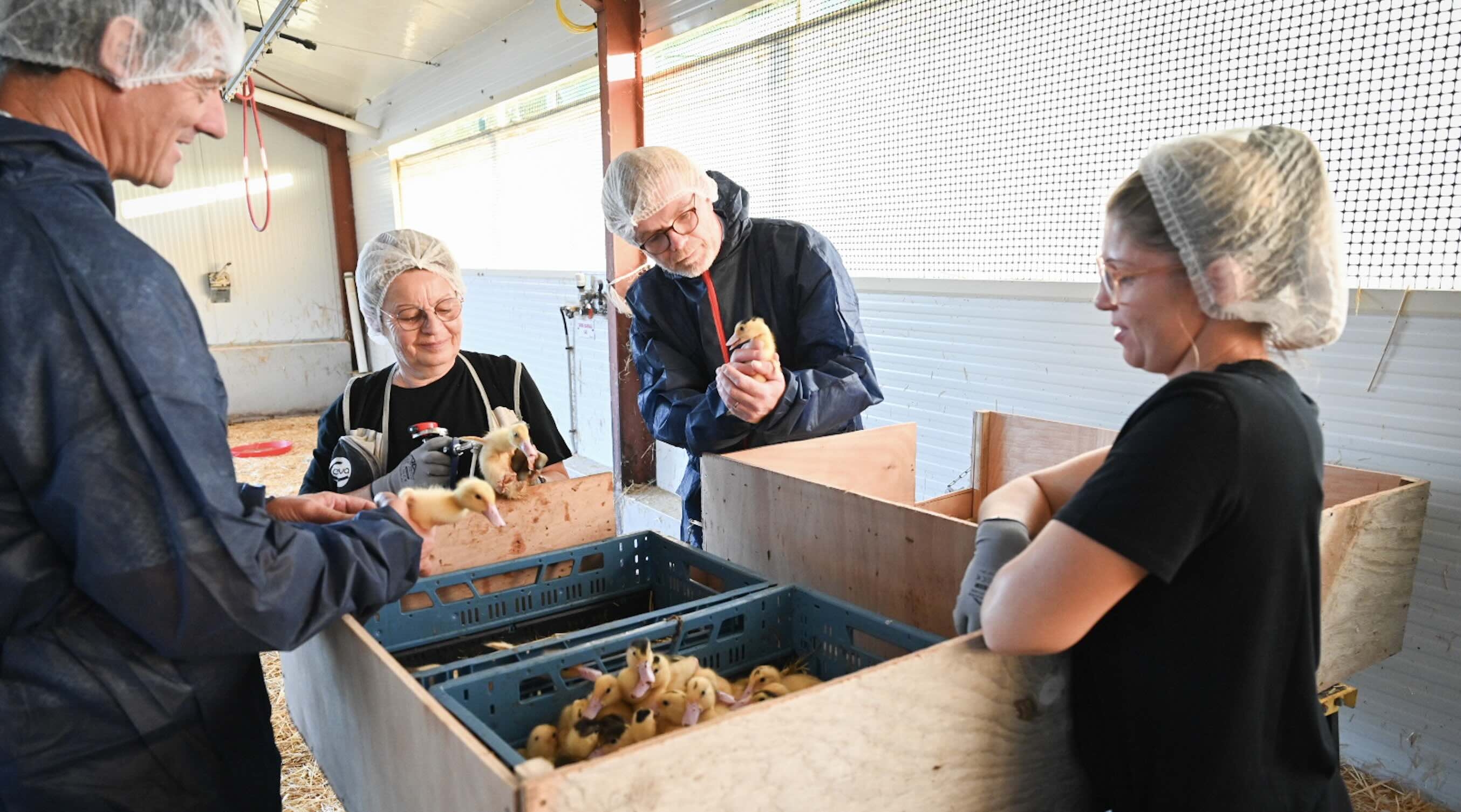 Le ministre de l'Agriculture Marc Fesneau, vaccinant un canard et inaugurant la première campagne vaccinale, le 2 octobre 2023, dans un élevage des Landes (Crédit photo : ministère de l’Agriculture)