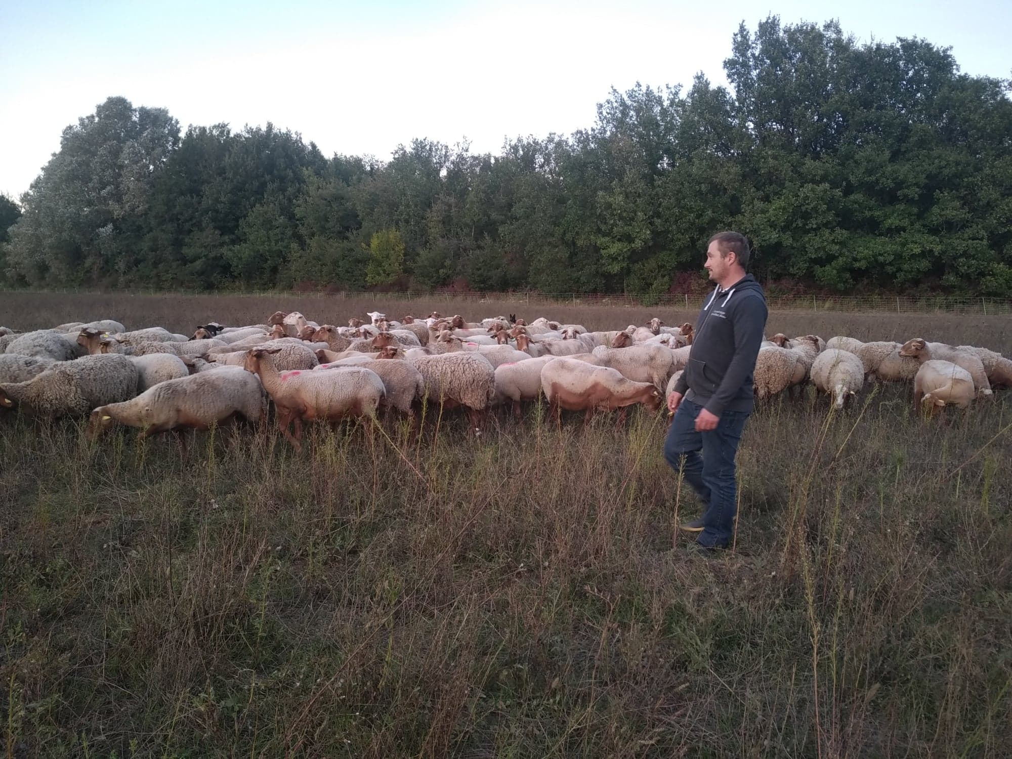 Arnaud Brémond, jeune éleveur d'ovins et de bovins dans les gorges du Verdon (Var) (Crédit photo : Manon Brémond)