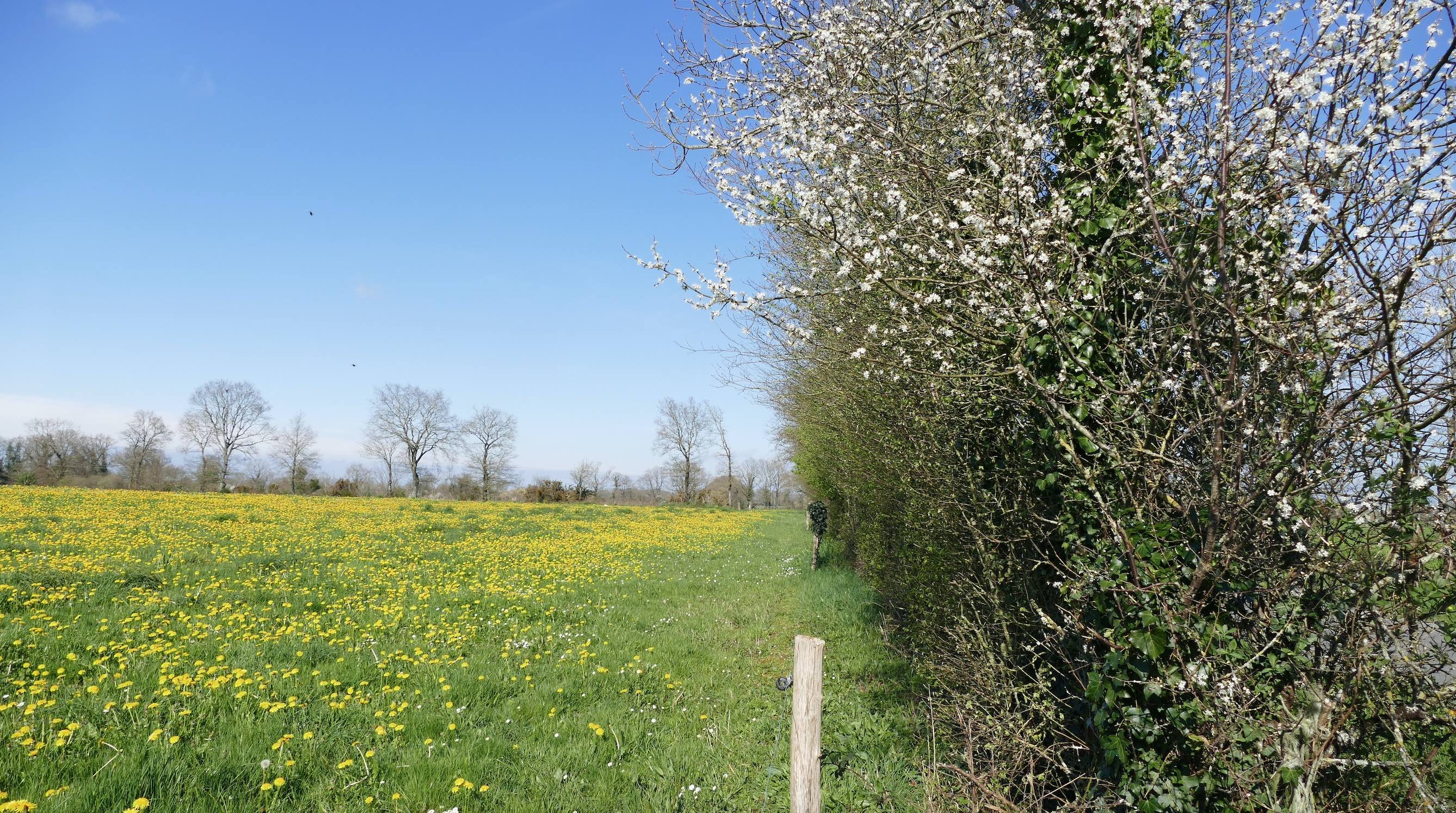 Cette haie d’une dizaine d’années fournit déjà de nombreux services agroécologiques : brise-vent, réservoir de biodiversité, outil de lutte contre l’érosion… (©Catherine Perrot)