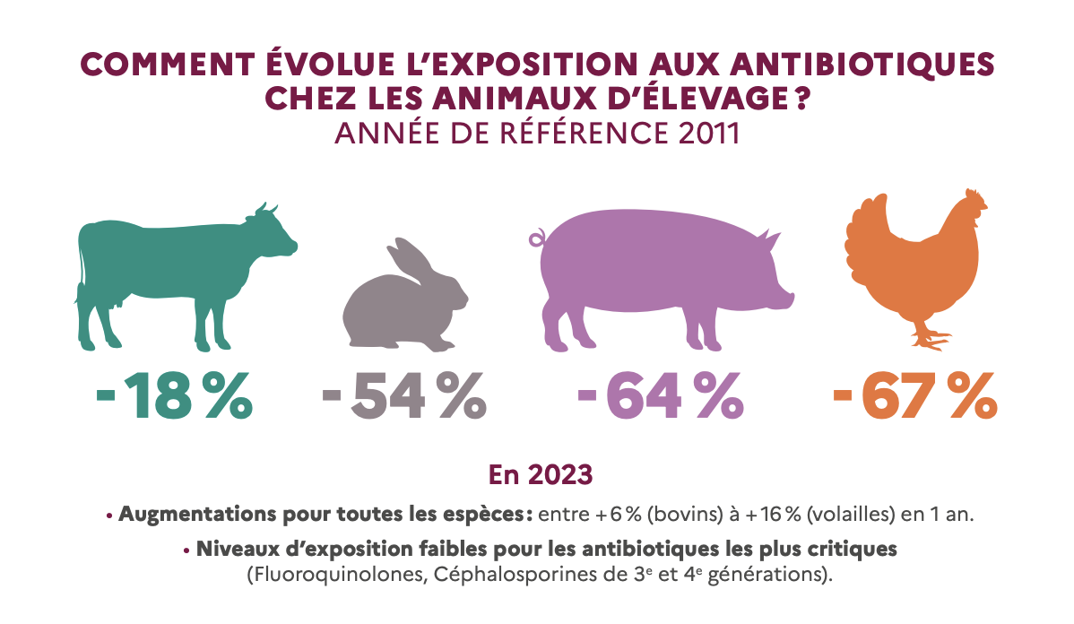 Evolution de l’exposition des animaux d’élevage aux antibiotiques entre 2011 et 2023 (Source : Anses)