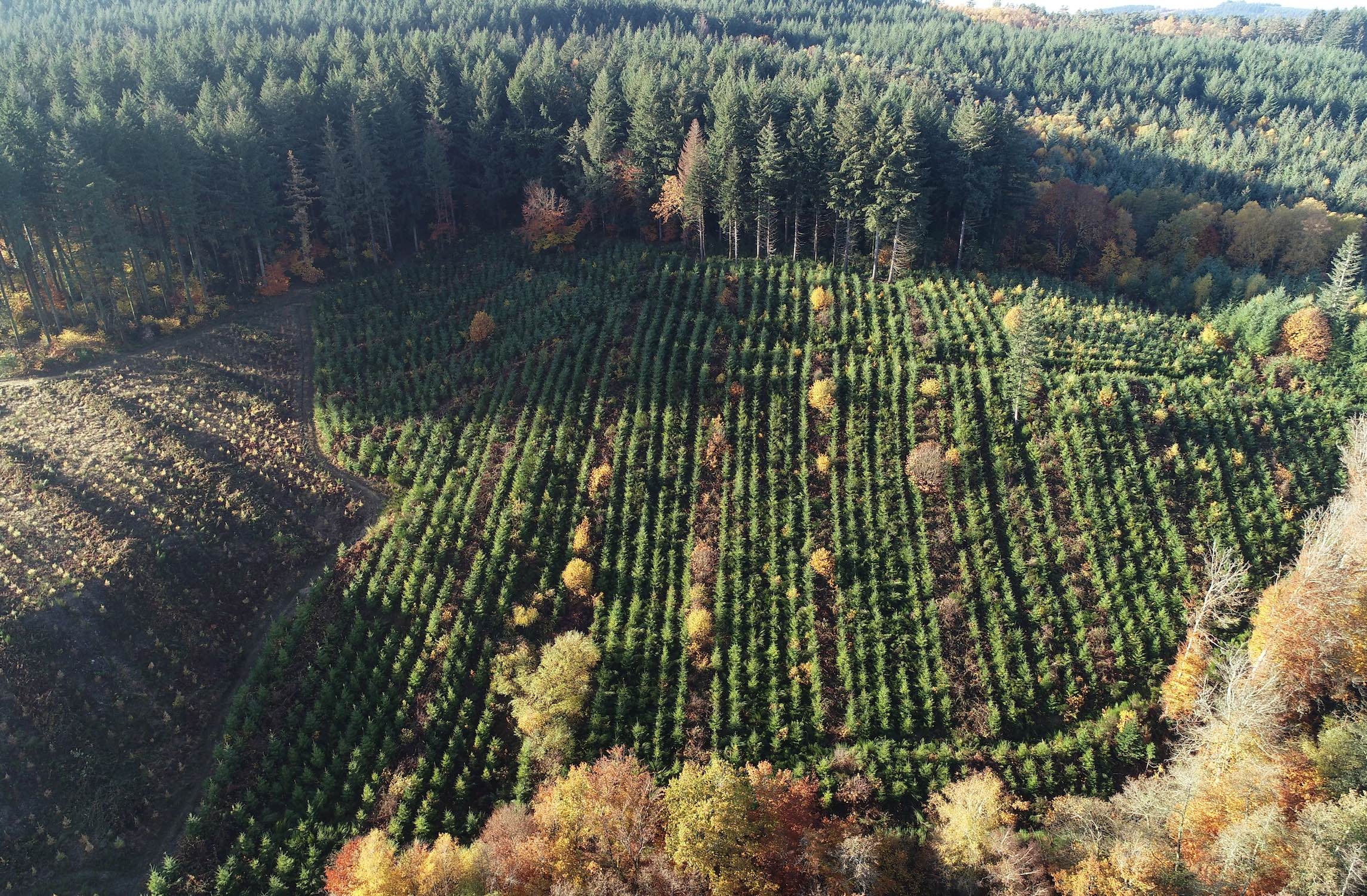 Parcelle reboisée (Crédit photo : Plantons pour l'avenir)