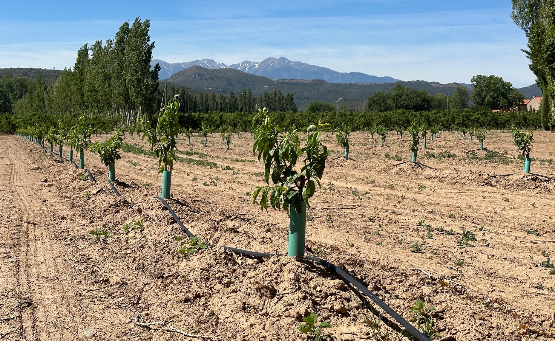 Toute demande comprenant des matériels d’irrigation par goutte-à-goutte doit obligatoirement comprendre au moins un outil d’aide à la décision, type sonde ou capteur (Crédit photo : R. Lecocq)