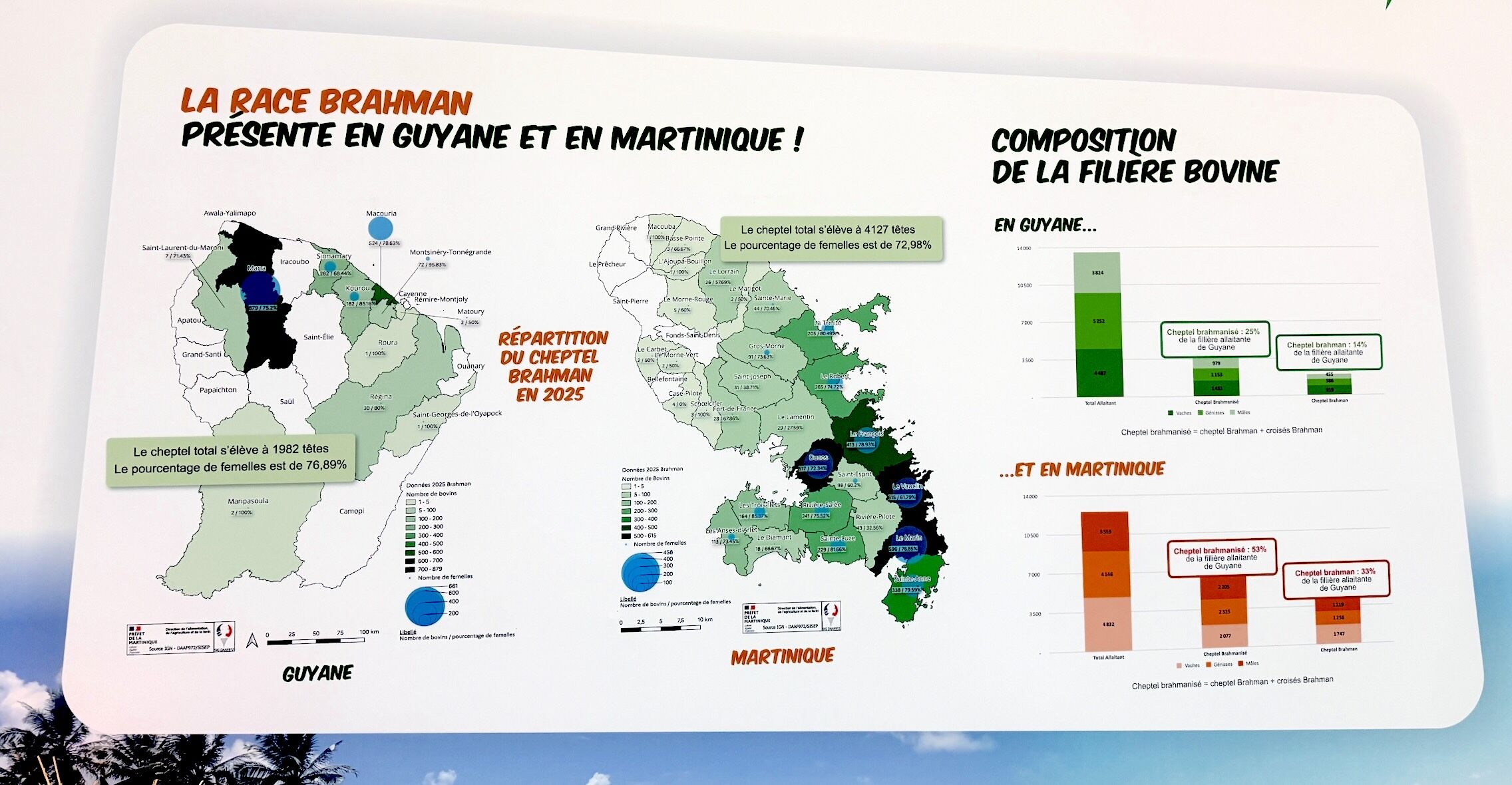Race d'origine indienne, fruit du croisement de zébus, la Brahman est arrivée en Martinique et en Guyane en provenance des Etats-Unis dans les années 1950. Elle compte aujourd'hui quelque 45.000 bovins