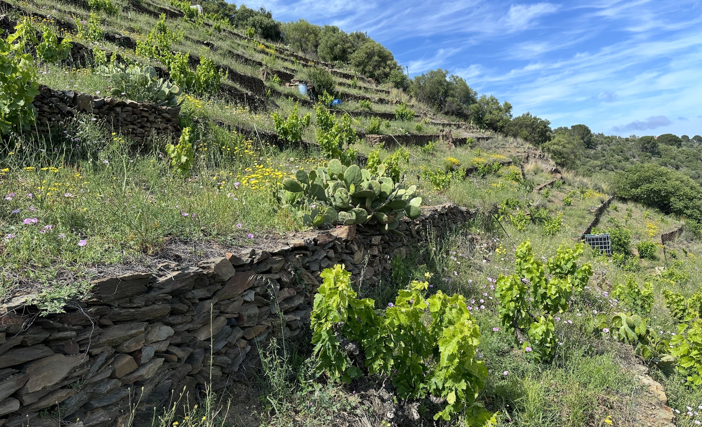 A Banyuls-sur-Mer, la vigne partage déjà ses terrasses avec le figuier de barbarie