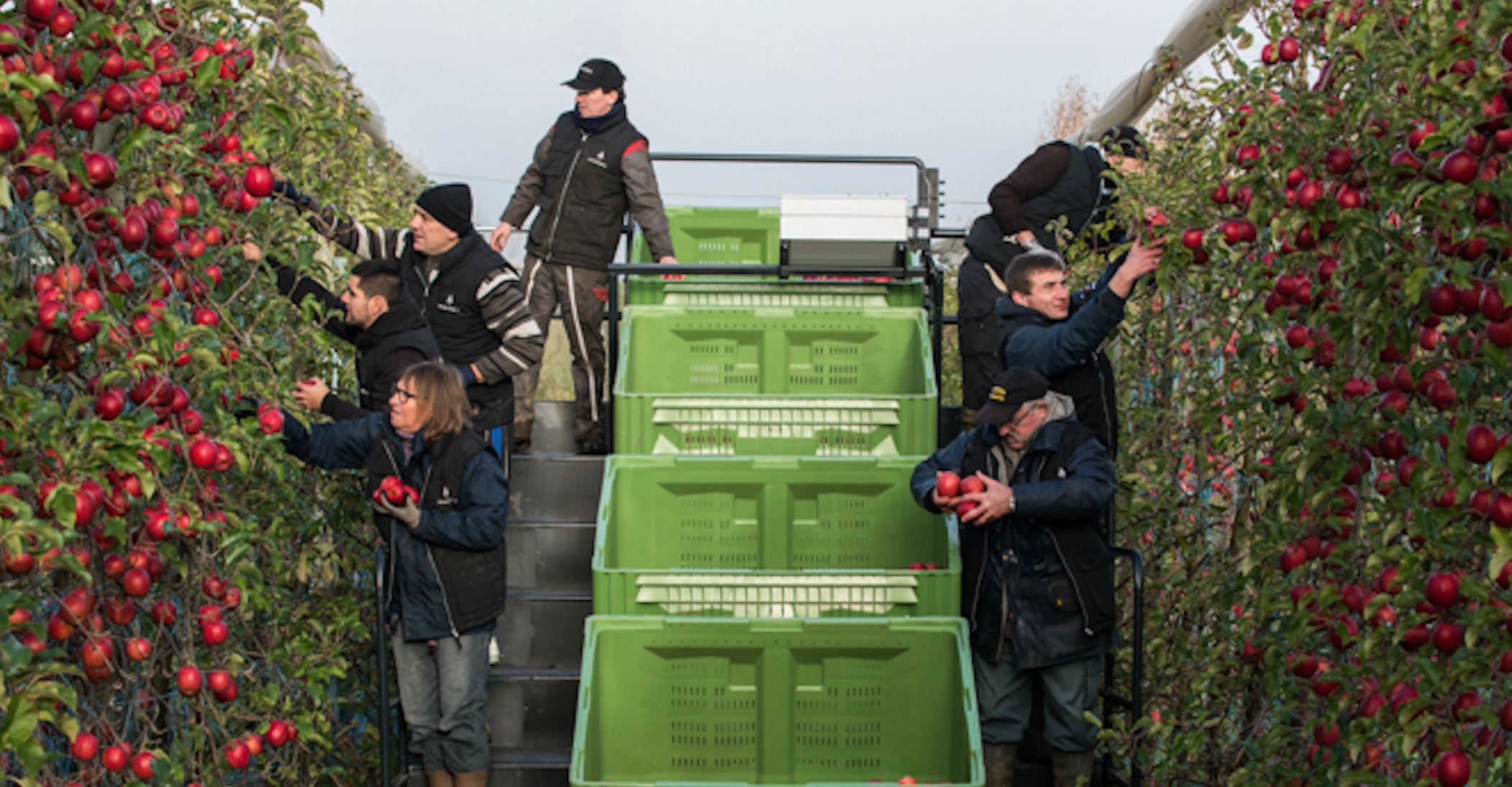 Sous ses airs d’escalier d’embarquement aéroportuaire, la plateforme Harvery AM8 de Chabas améliore la productivité, atténue la pénibilité du travail et préserve la qualité des fruits (Crédit photo : Chabas)