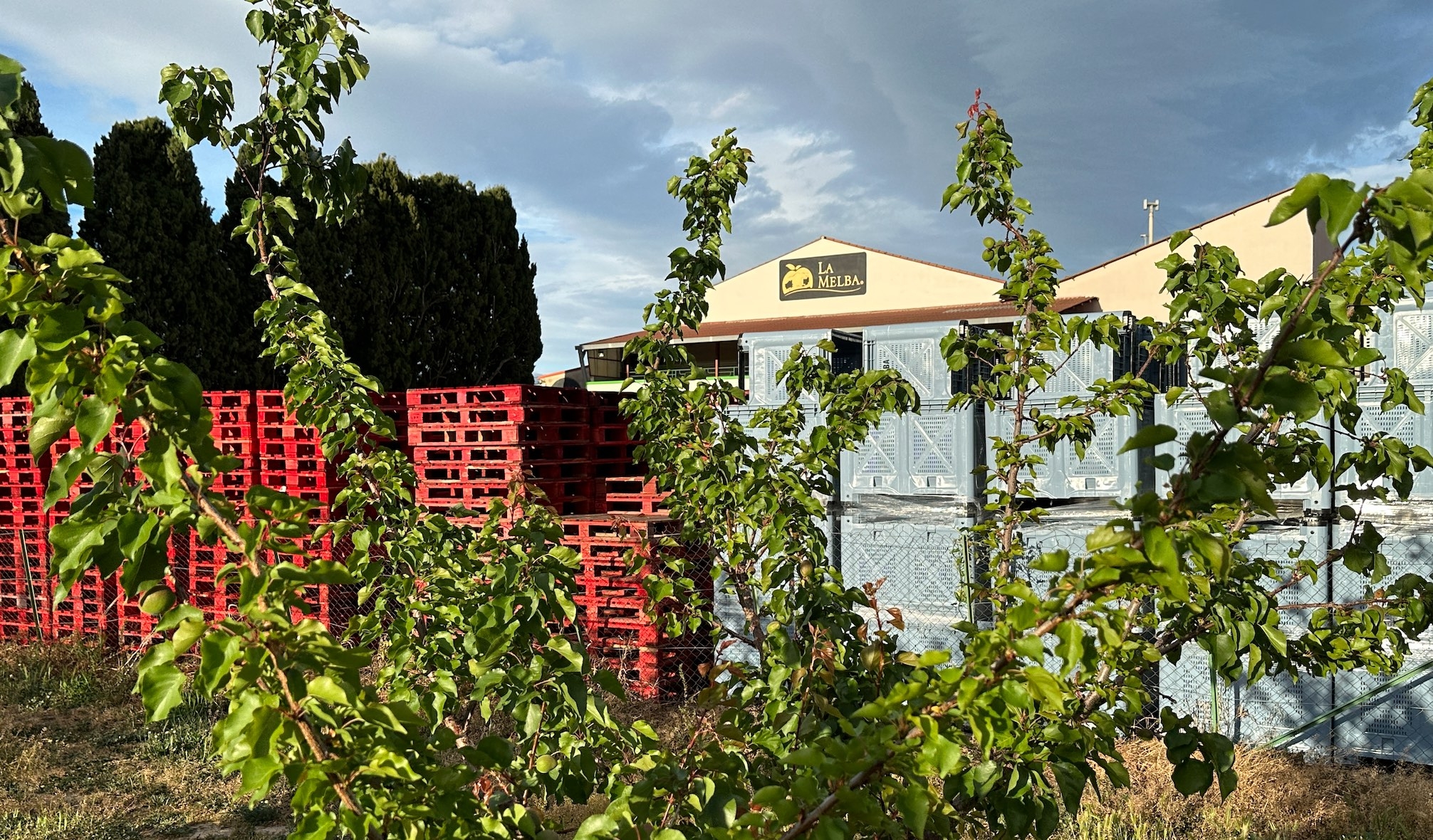 La coopérative la Melba rassemble 250 producteurs mettant en marché 13.000t de pêches et nectarines et 2000t d’abricots