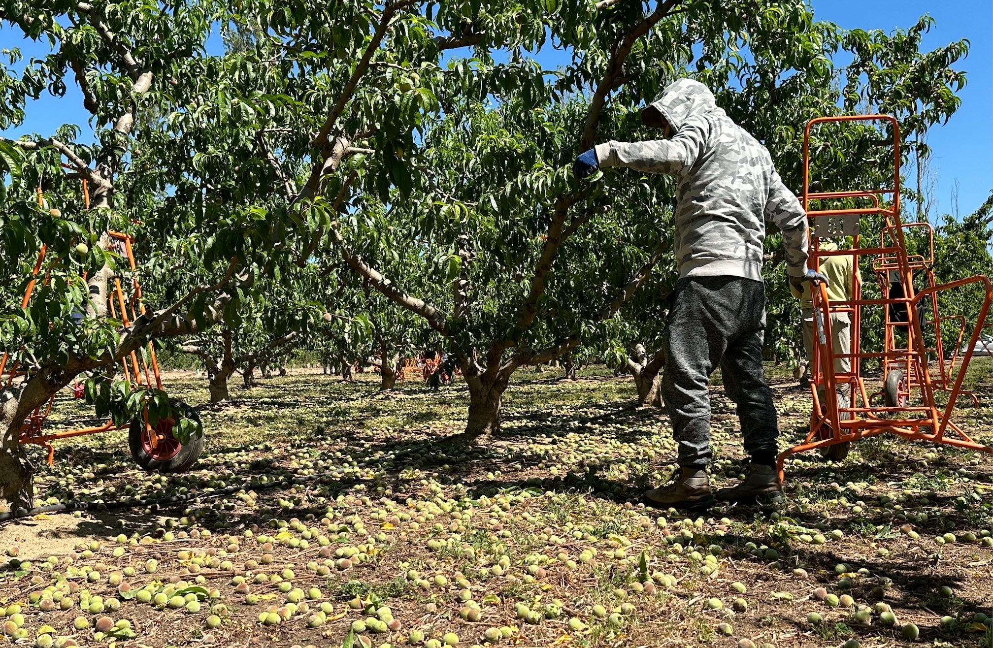 A Corbère-les-Cabanes (Pyrénées-Orientales), des ouvriers font tomber 90% des fruits pour donner une chance de survie aux pêchers