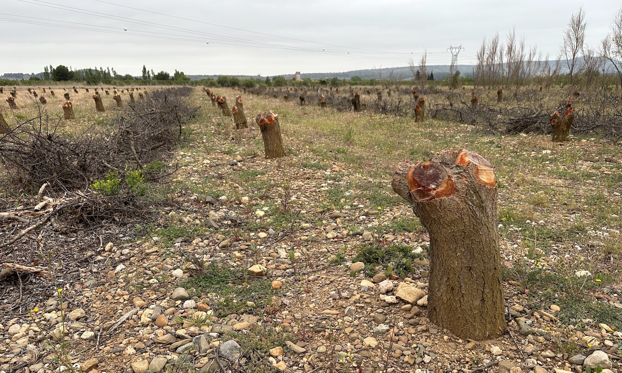 Terrassés par deux sécheresses successives, certains vergers de la vallée de l’Agly ont été arrachés