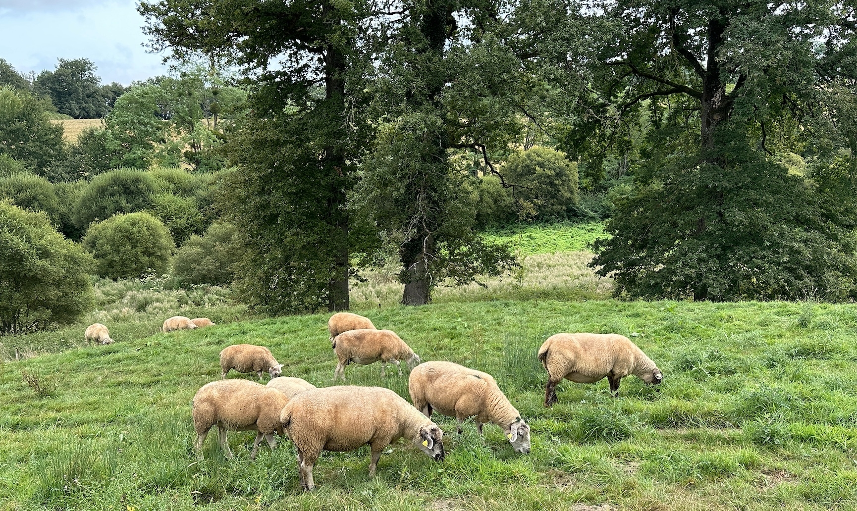 L’UE a franchi un pas vers le déclassement du statut du loup (Crédit photo : R. Lecocq)