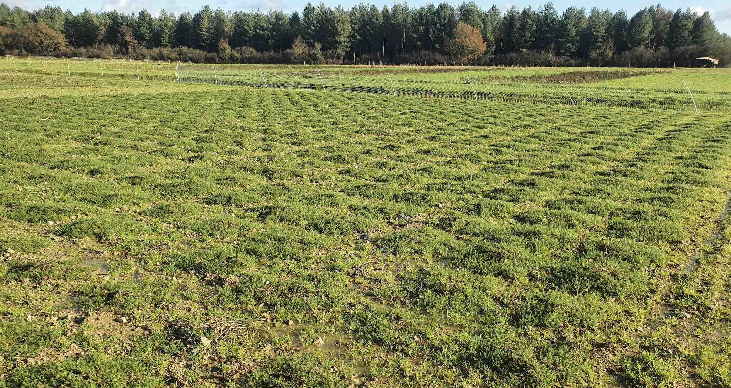 Avec l’implantation de la camomille en quadrillage 70X70 cm, le binage inter-rang se confond avec le binage inter-plant