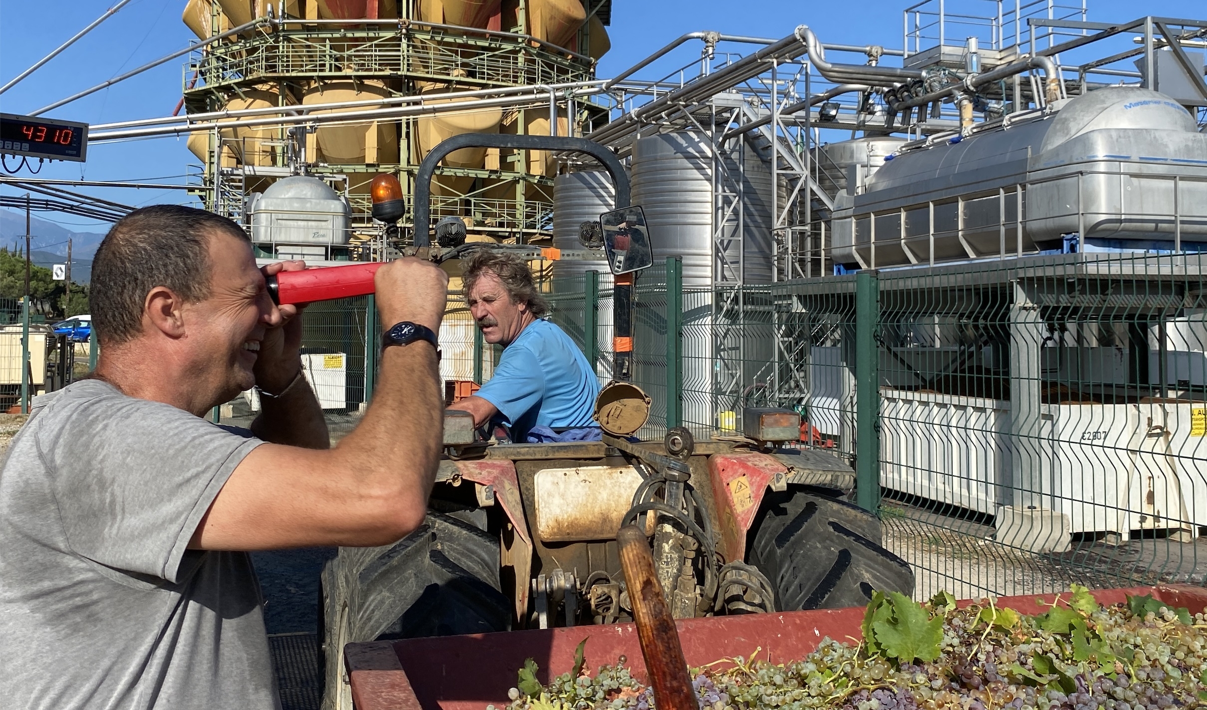 En l’espace de quelques années, le rendement moyen récolte par les adhérents de la cave coopérative est passé de 38hl/ha à 20hl/ha (Crédit photo : R. Lecocq)