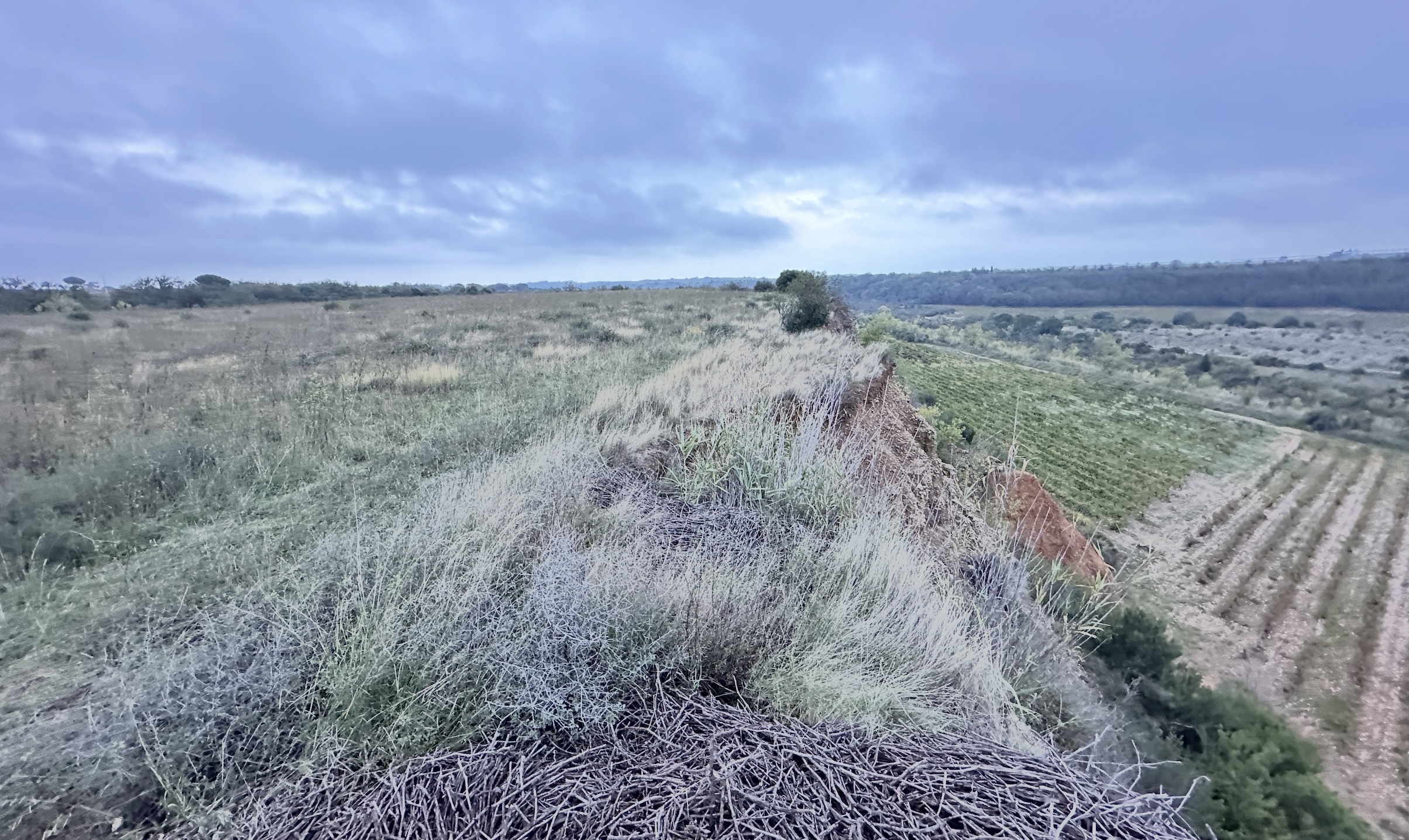 A gauche, l’emplacement potentiel du bassin aval, couvrant 1,8ha pour un volume utile de 42.000m3 et où un couple nicheur de pie-grièche a été identifié