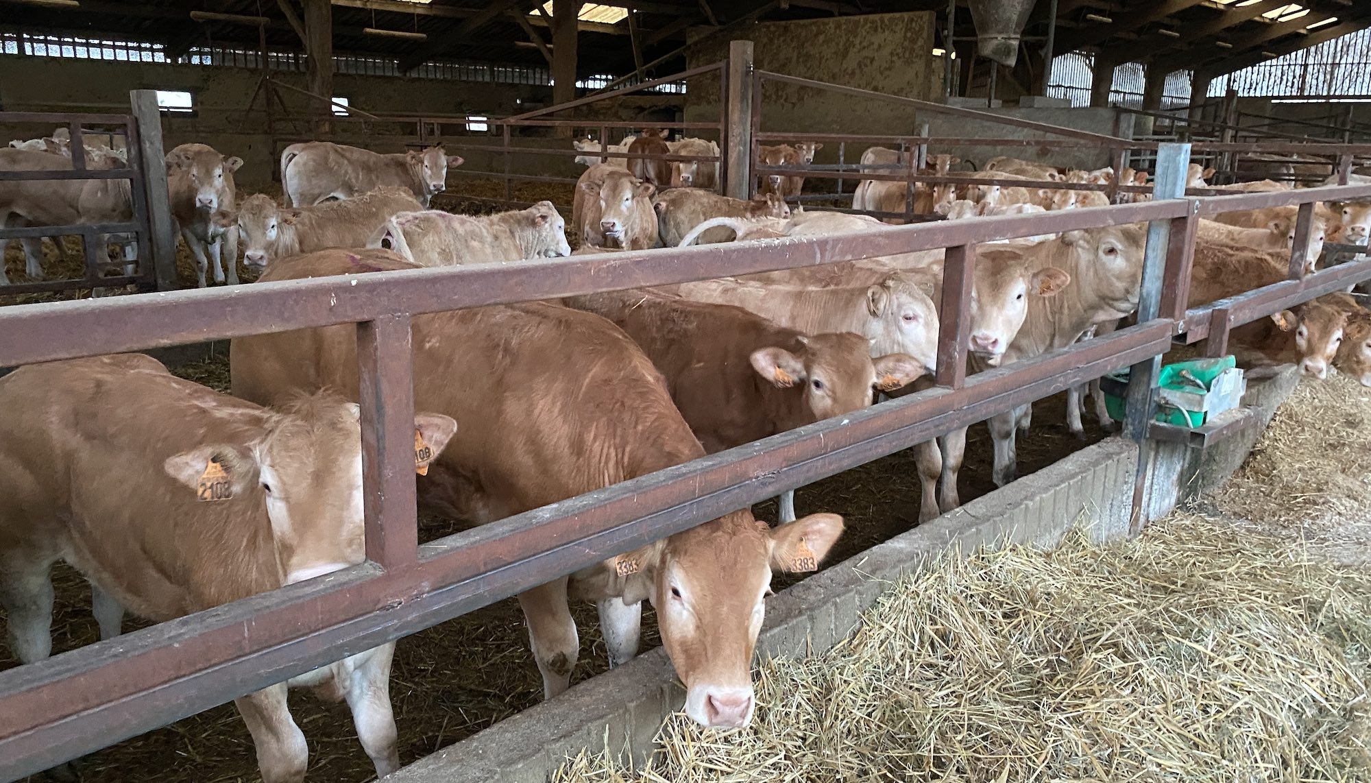 La production végétale de l’exploitation sert intégralement l’engraissement de 400 femelles de race Blonde d’Aquitaine