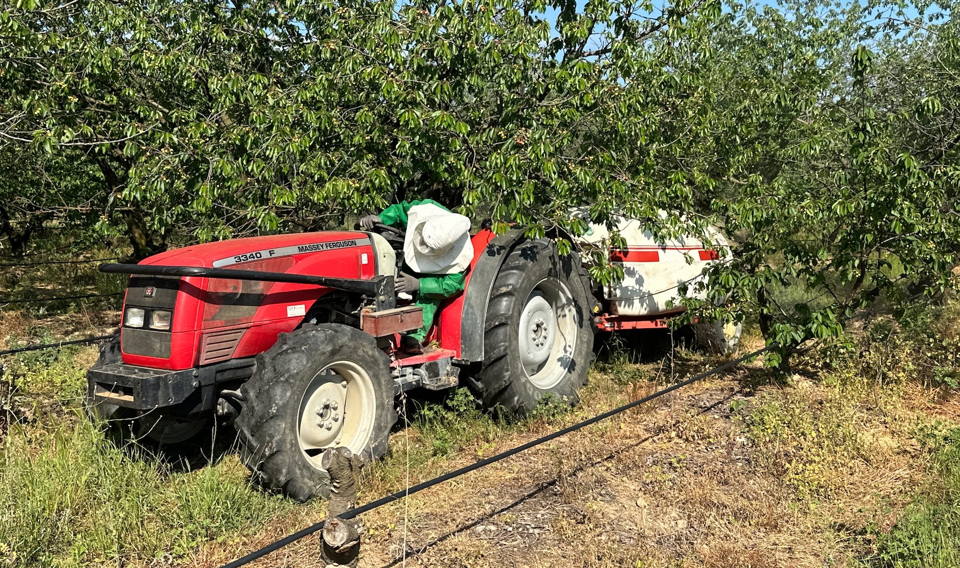 Cette année, l’arboriculteur a réussi à maîtriser les attaques de mouche asiatique, en partie grâce à une dérogation ministérielle autorisant temporairement l’usage d’un insecticide non homologué sur cerise