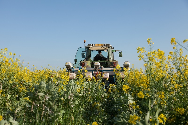 Les couverts végétaux sont l'un des piliers de l'agriculture de conservation des sols (crédit photo : Apad)