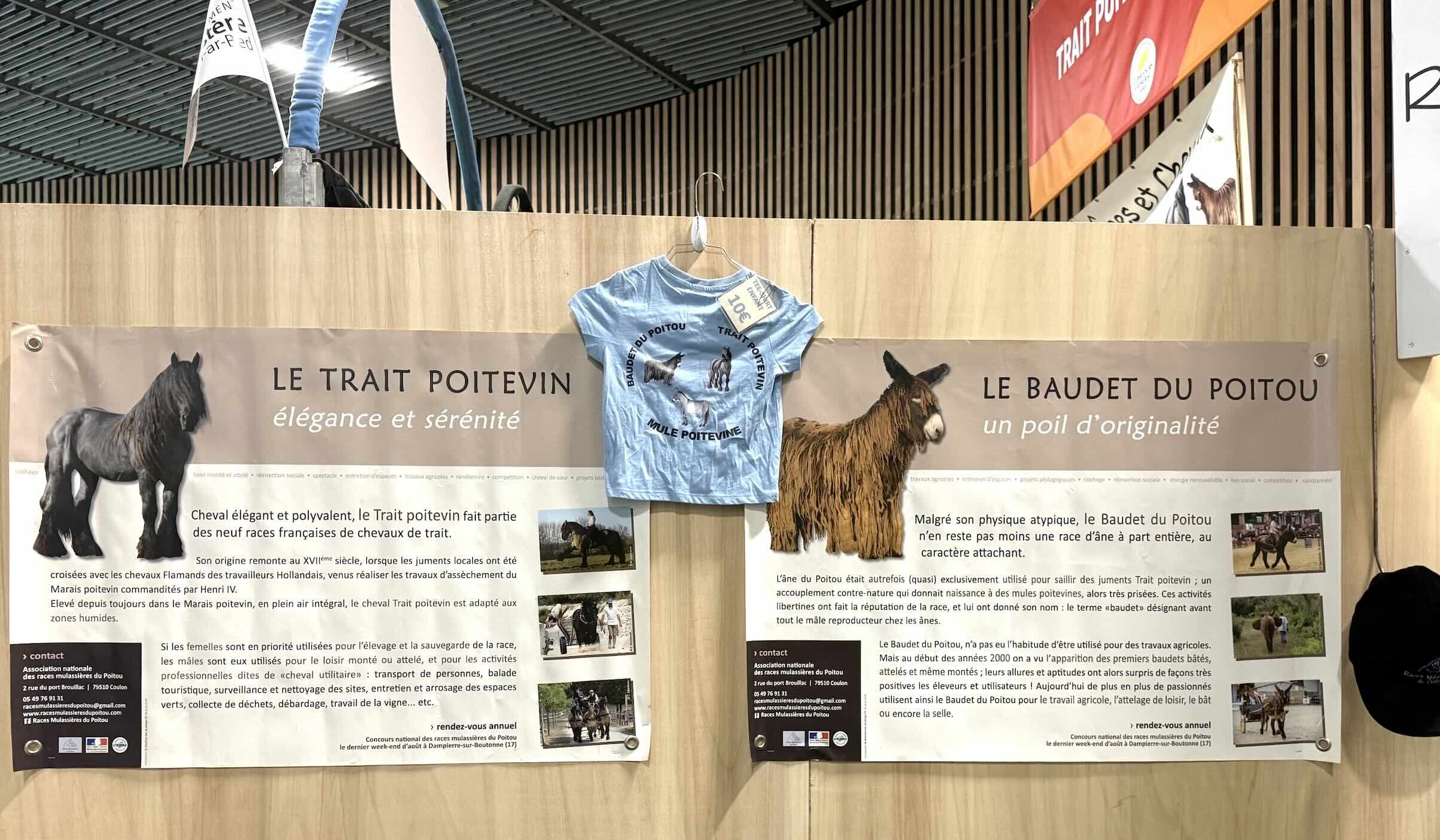 Le Trait poitevin mulassier et le Baudet du Poitou ont failli disparaître dans les années 1990