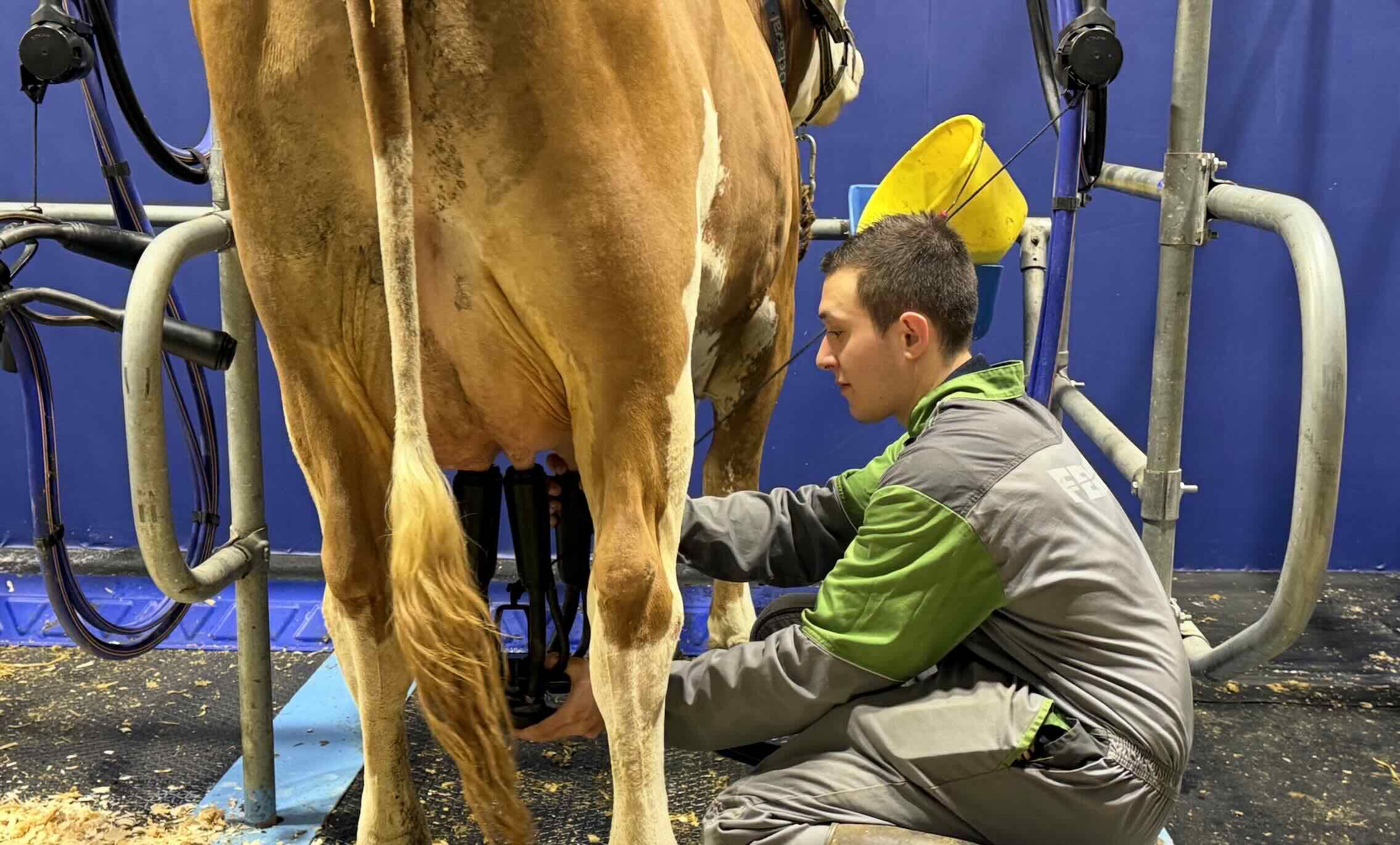 Timbo a fait son premier veau à 26 mois, une précocité peu commune pour une Simmental