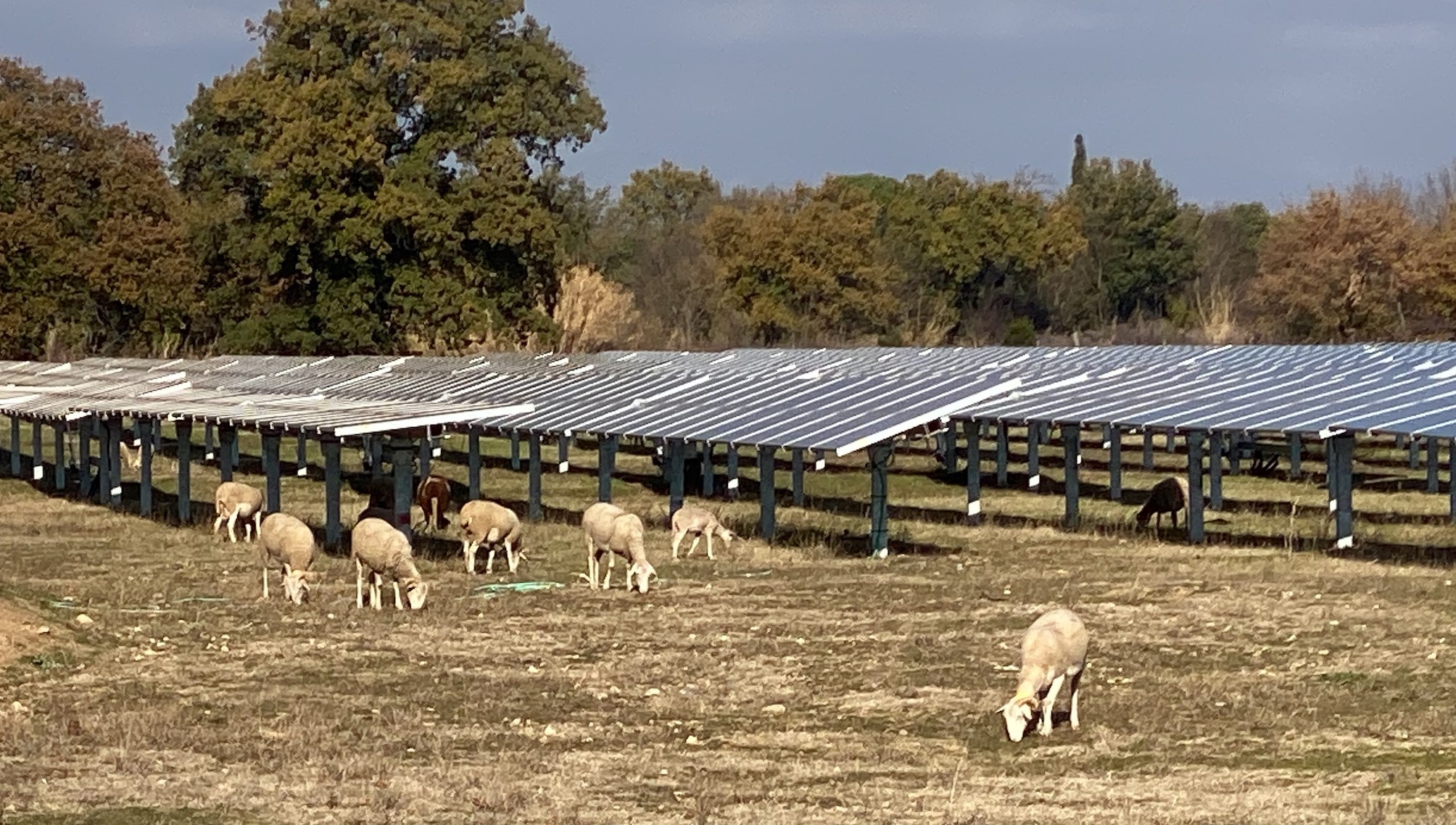 Le tout nouveau Label « Projet Agrivoltaïque » a vocation à s’étendre au secteur de l’élevage