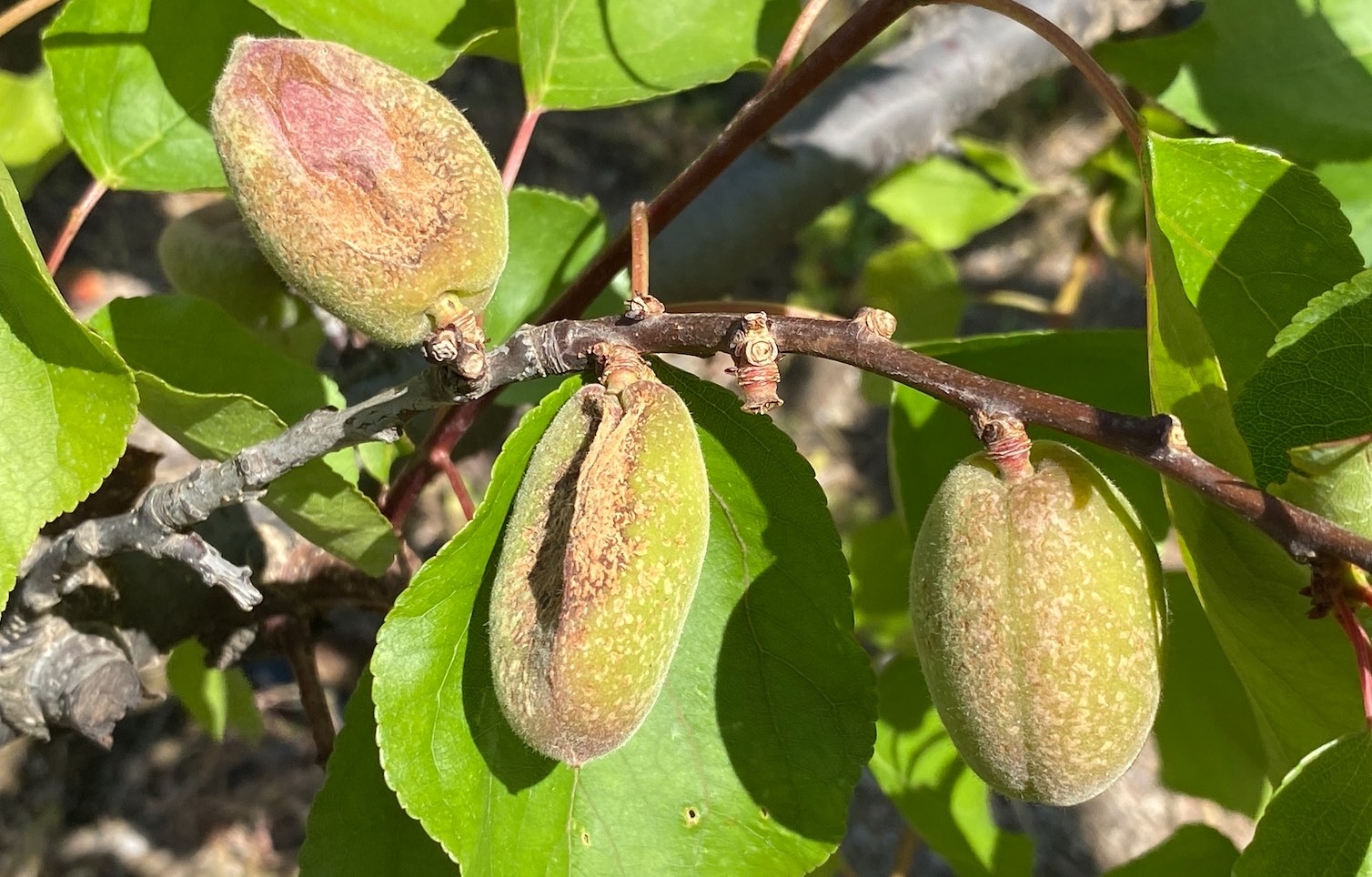 Des abricots gelés à Saint-Génis-des-Fontaines dans les Pyrénées-Orientales