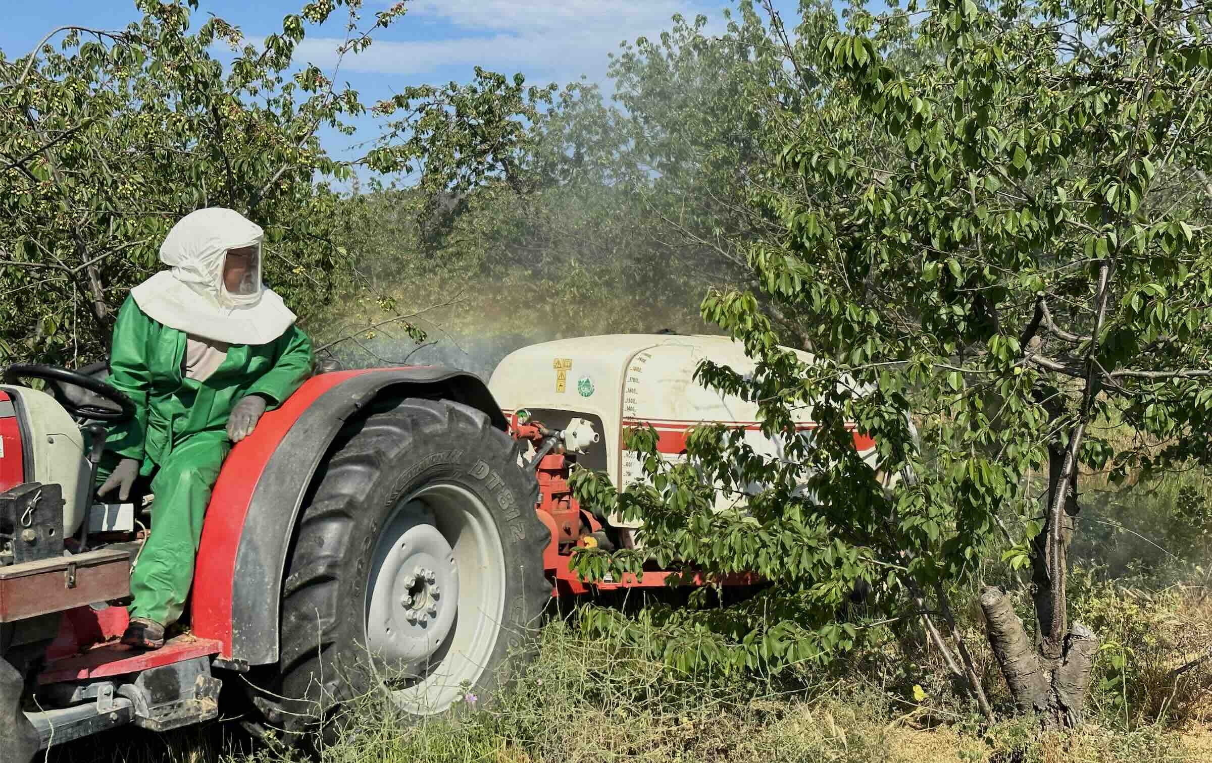 Avec les betteraves sucrières et la noisette, la cerise fait partie des cultures critiques au plan du spectre d’insecticides disponibles (Crédit photo : R. Lecocq)