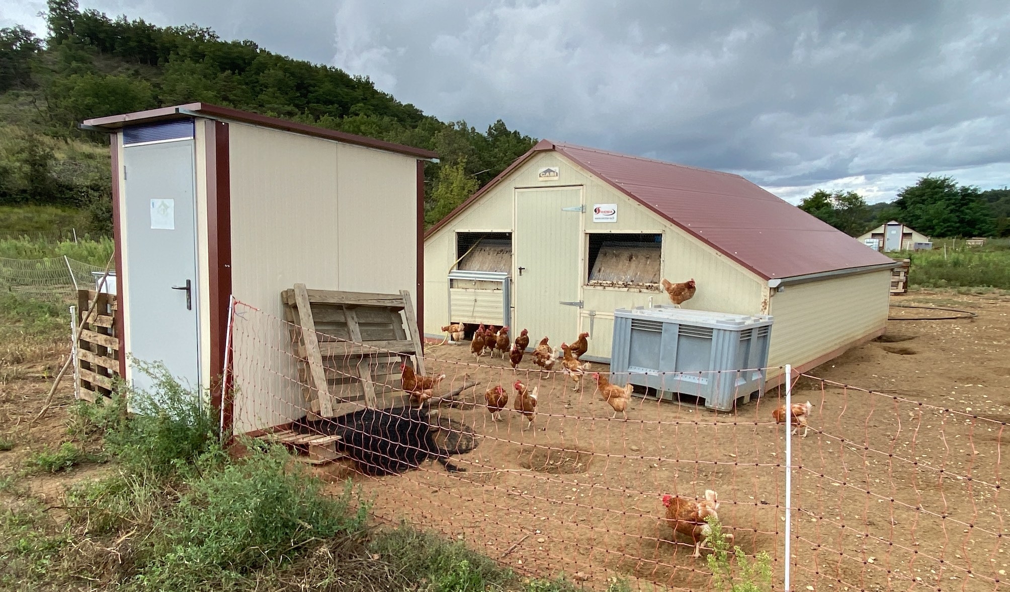 L’élevage compte cinq cabanes mobiles d’une capacité de 180 poules